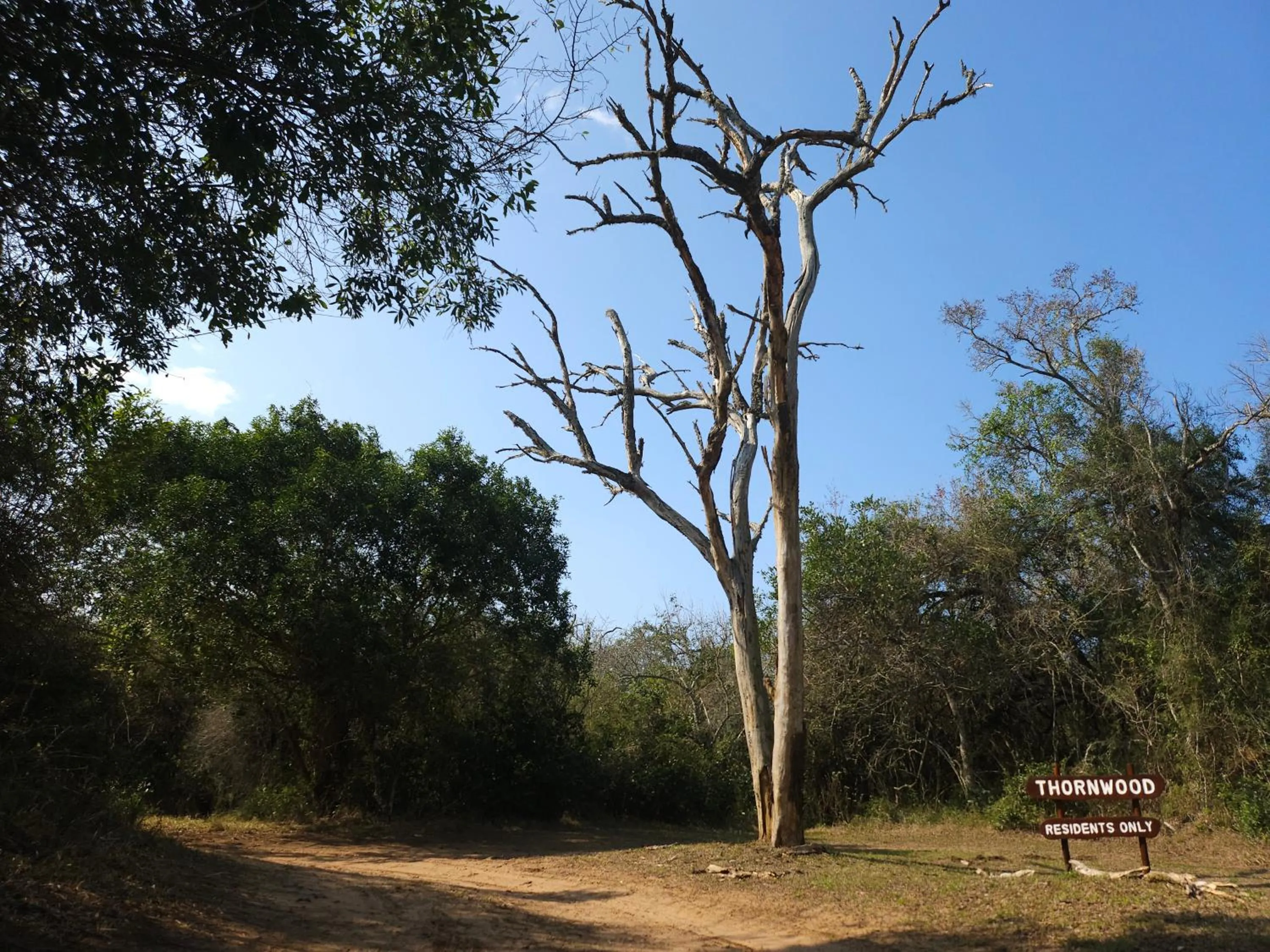Natural landscape in Thornwood