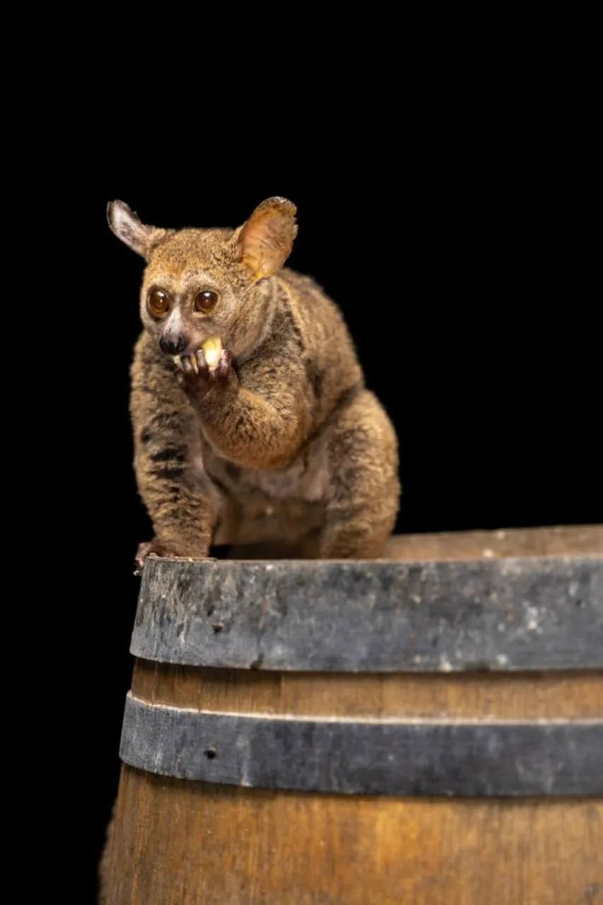 Animals in Thornwood