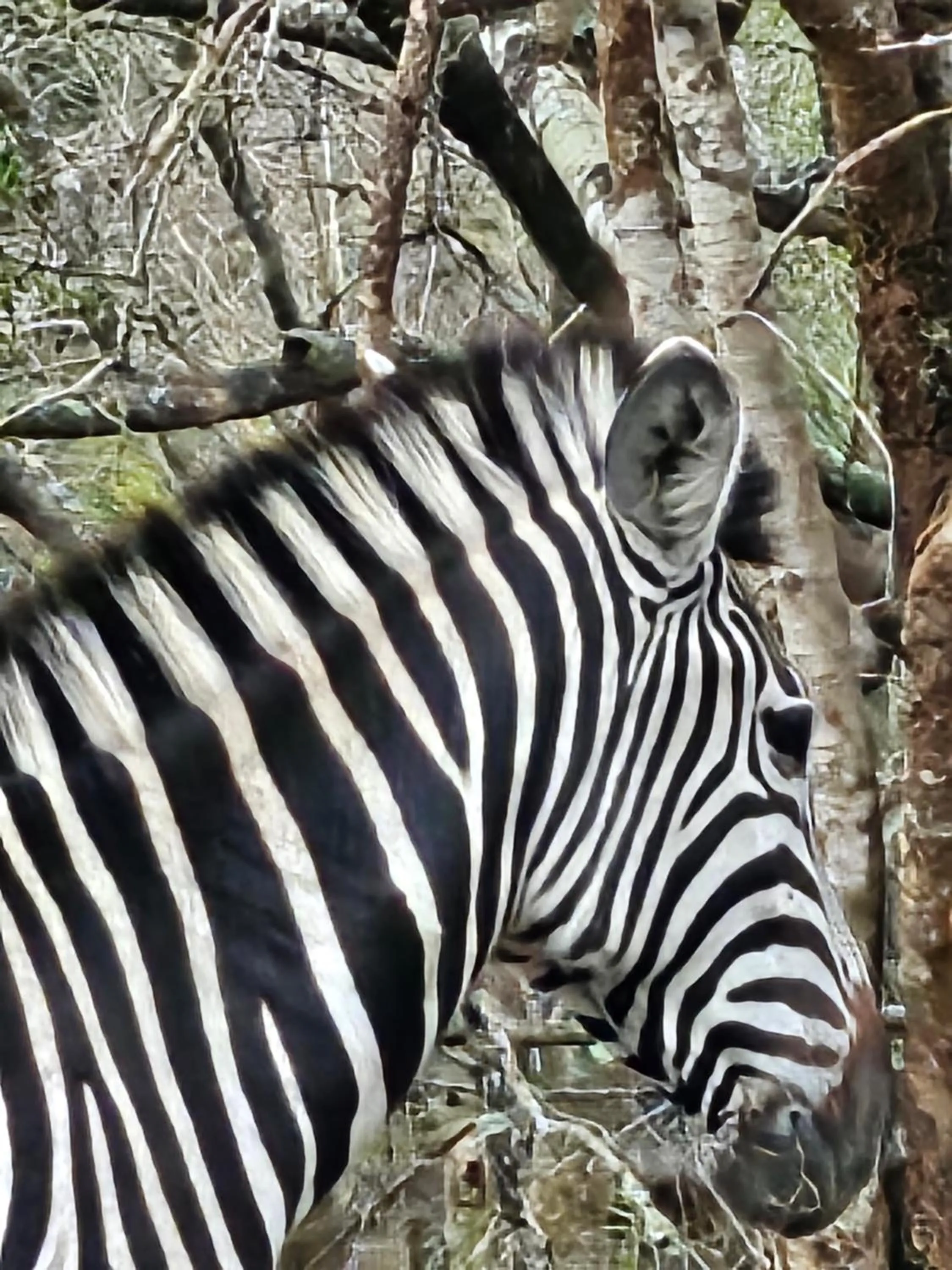 Animals in Thornwood