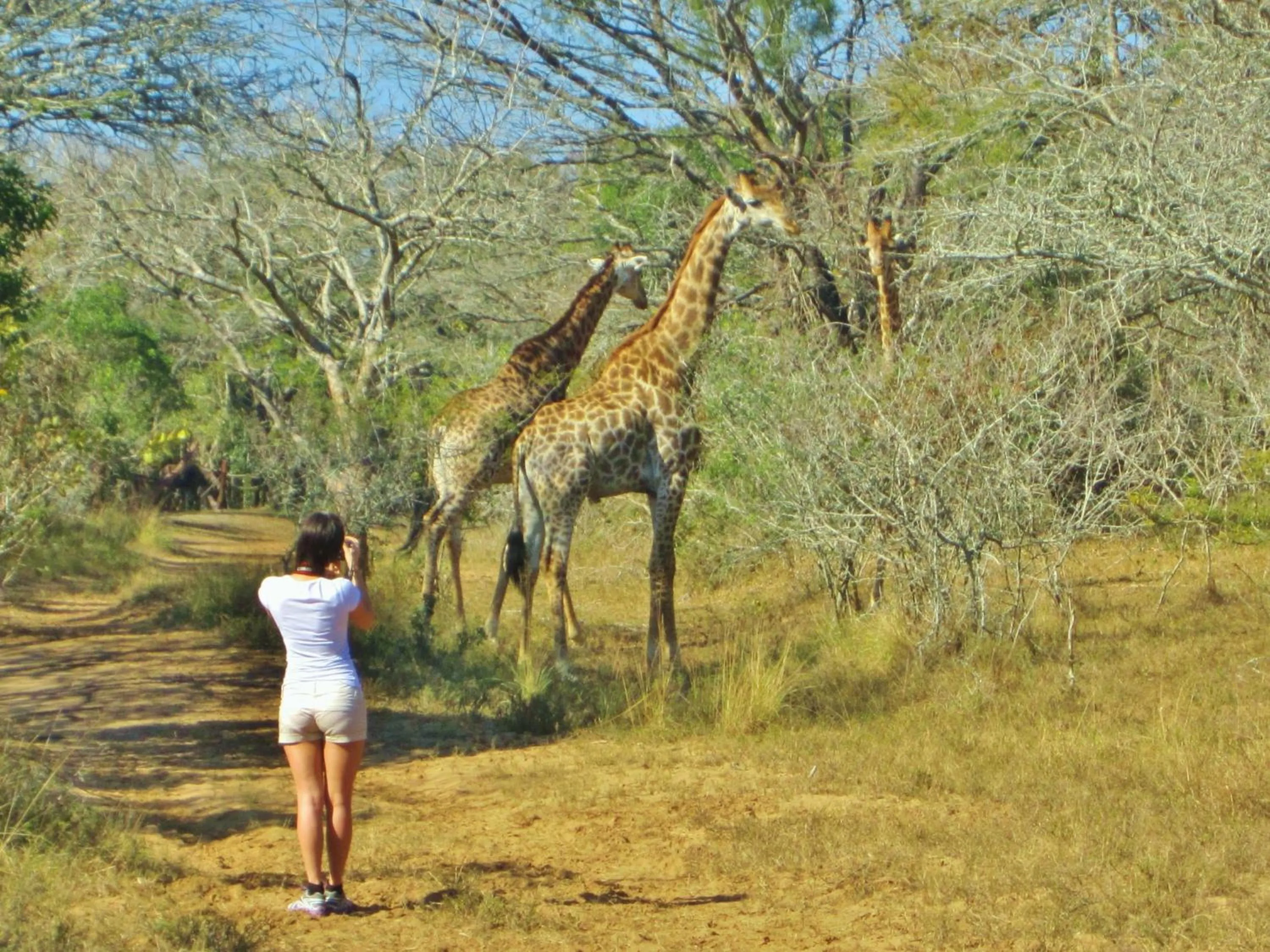 Animals in Thornwood