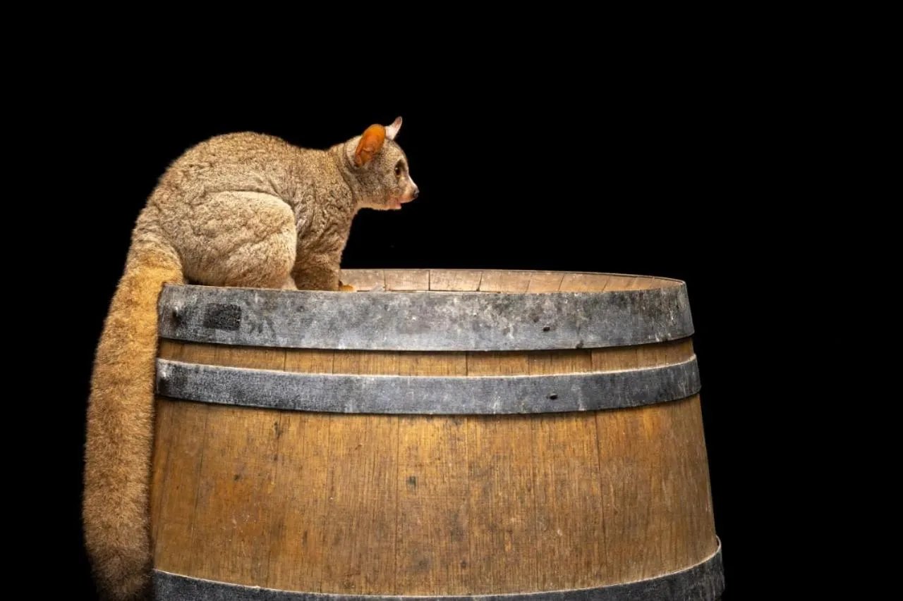 Animals in Thornwood