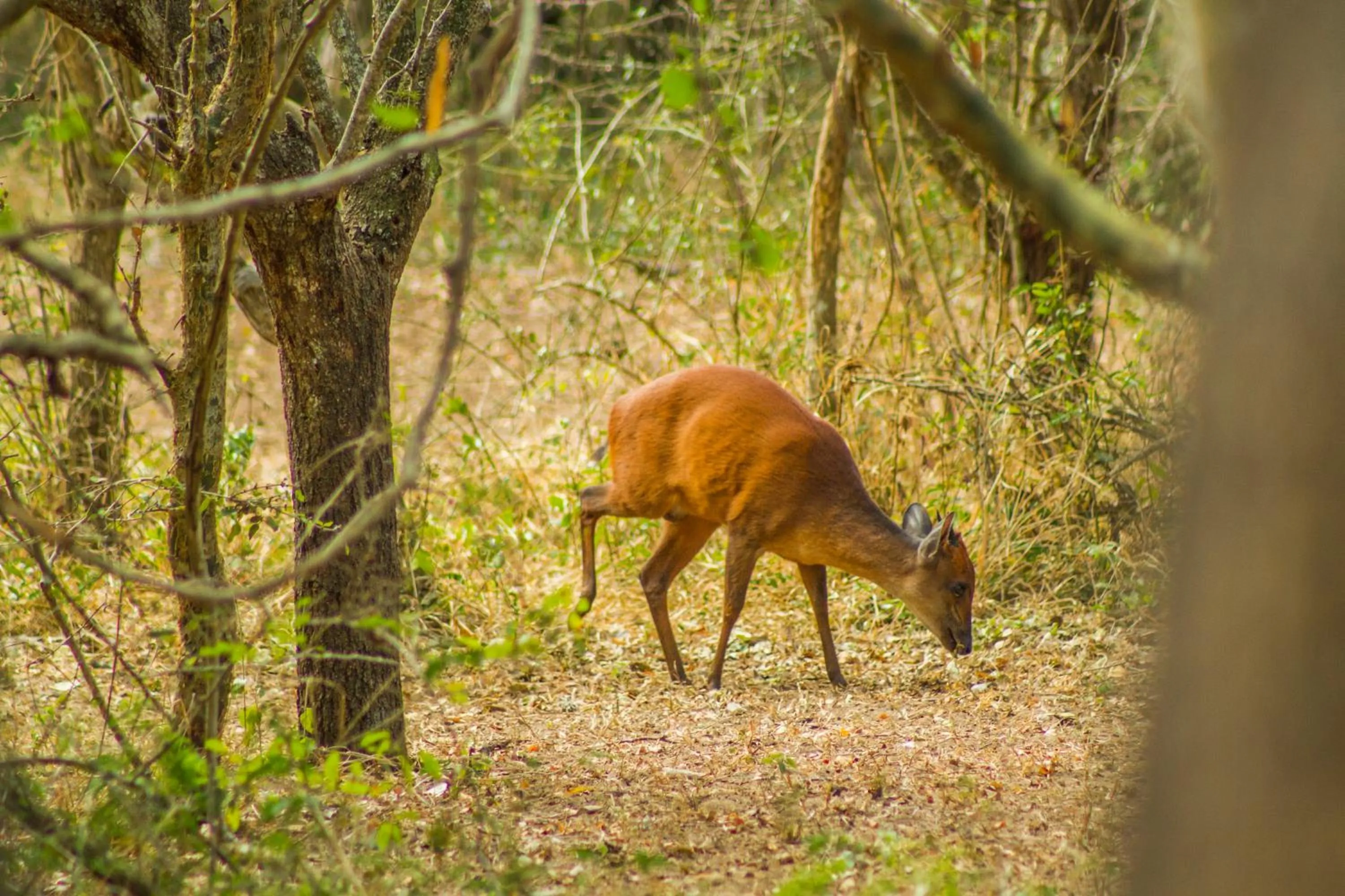Animals in Thornwood