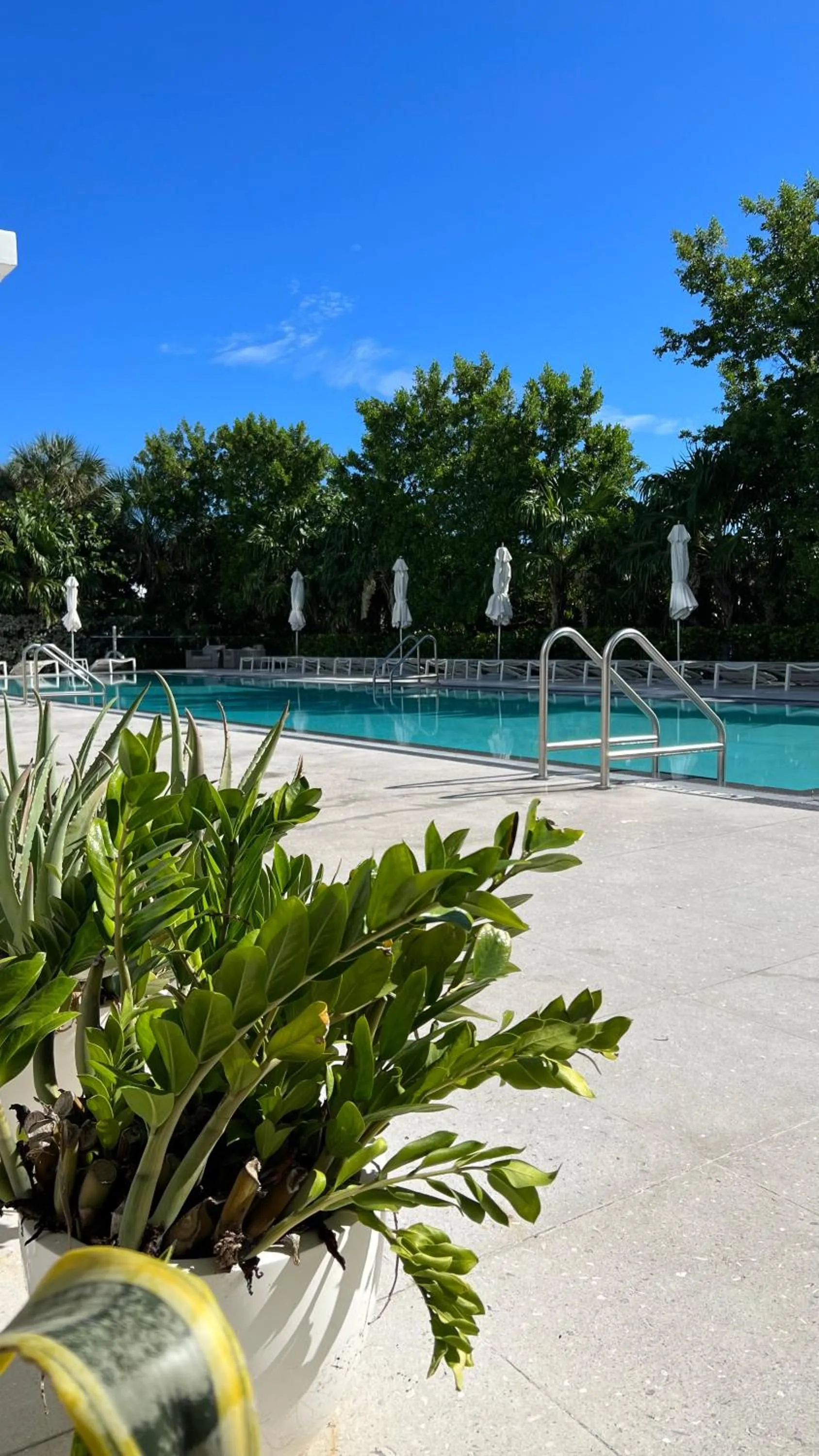 Garden in Monte Carlo by Miami Ambassadors