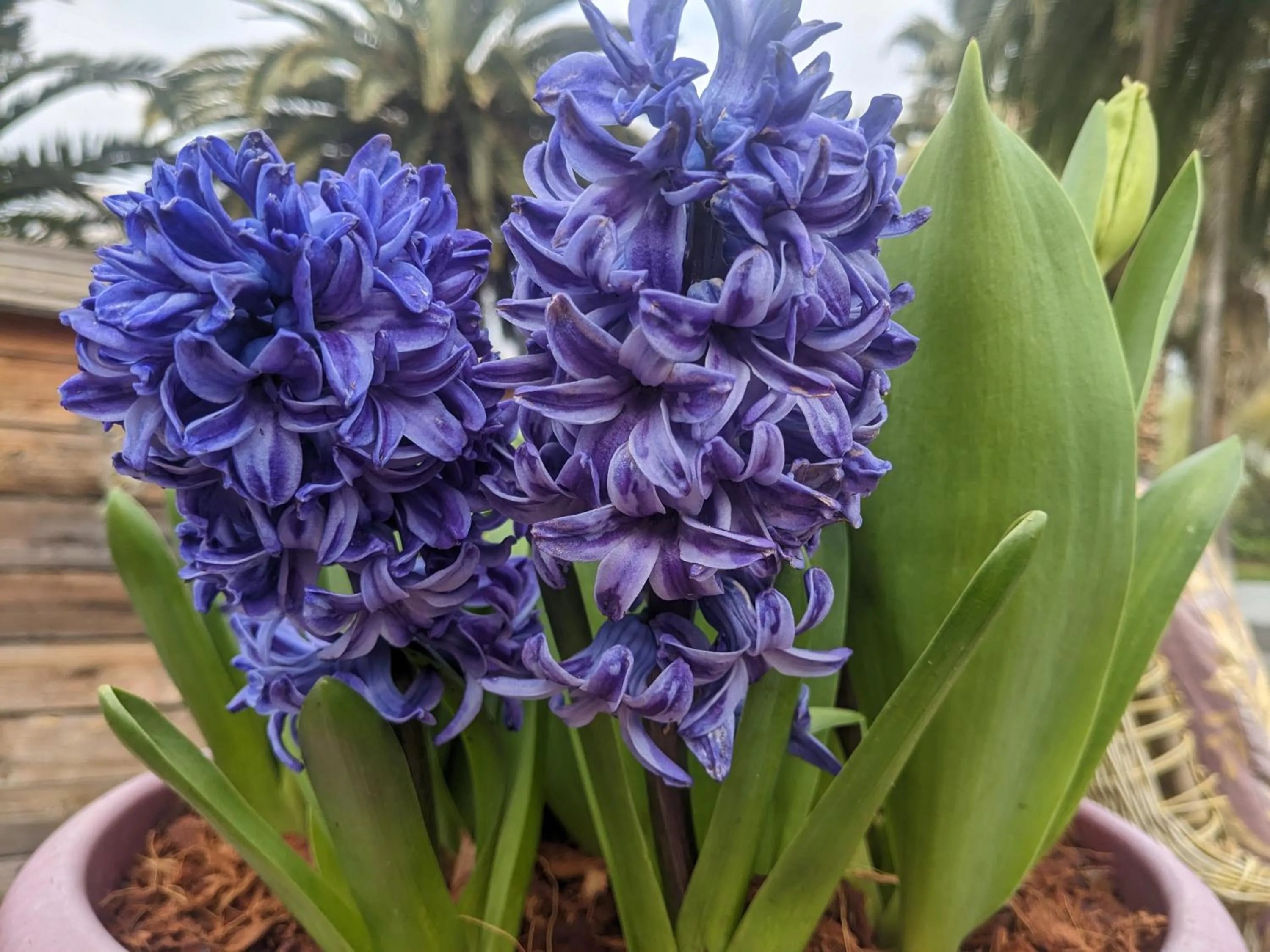 Spring in The Parks Inn