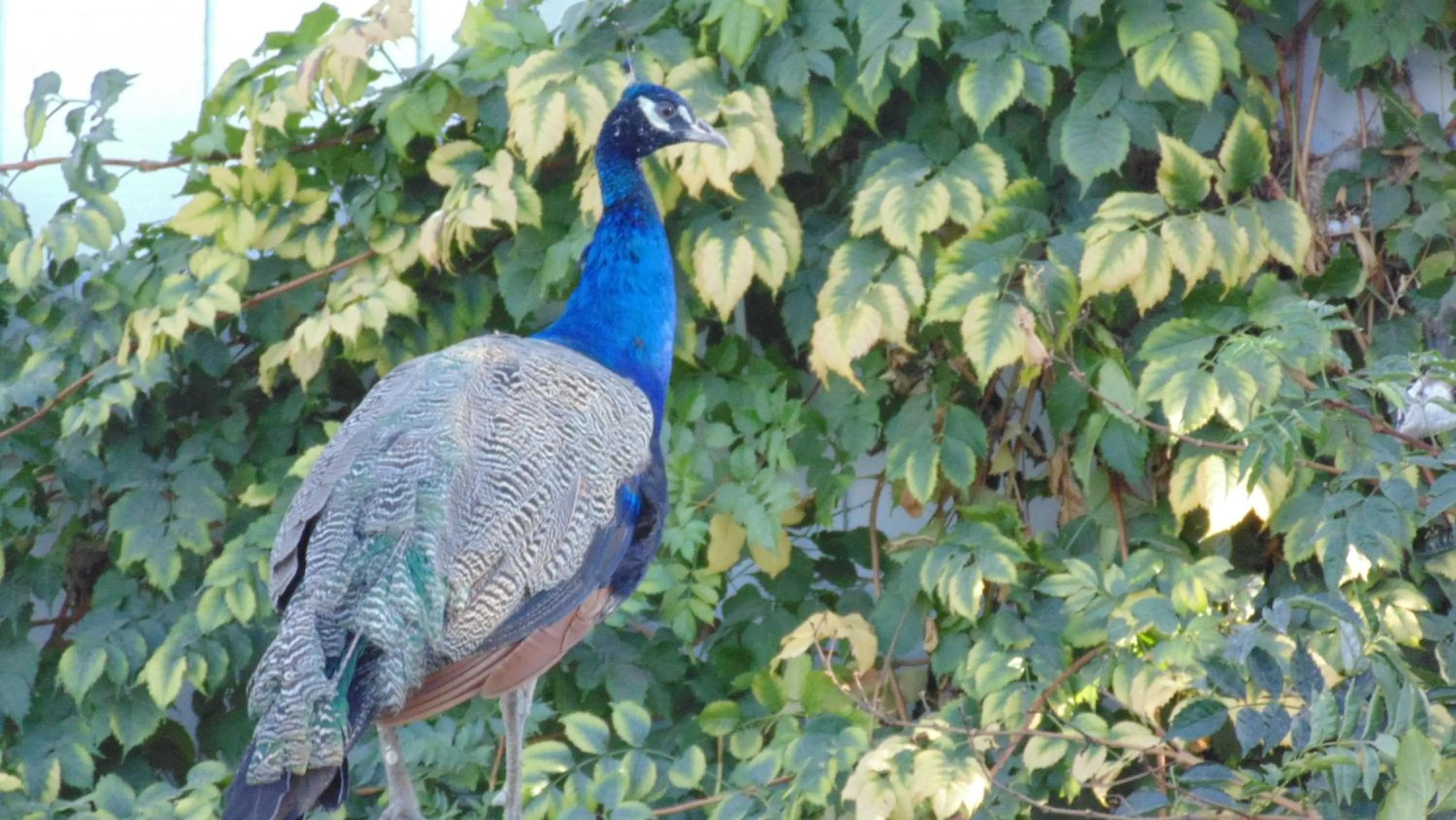 Garden in The Parks Inn