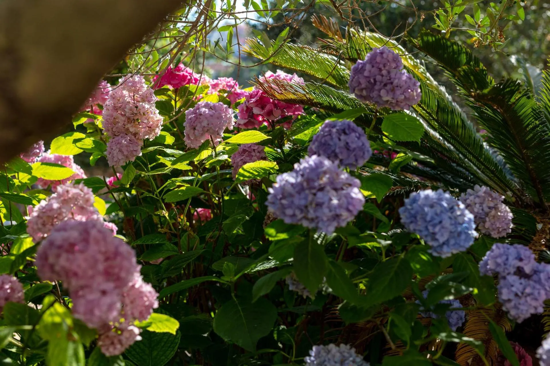 Garden in Holiday Home Lukrecia, for 9, private pool, free parking, 450 m from the beach