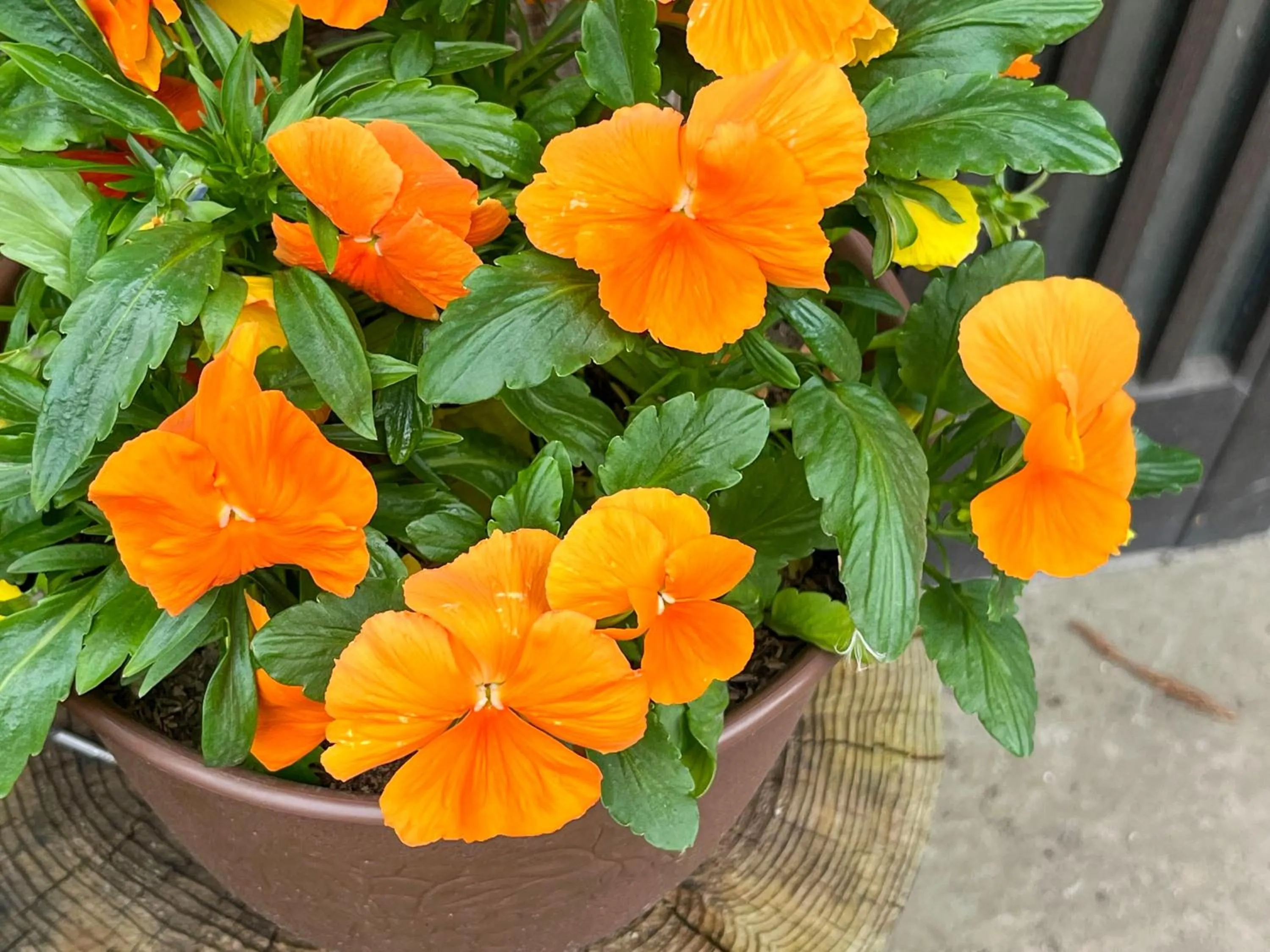 Garden in Farm Inn Seisetsukan