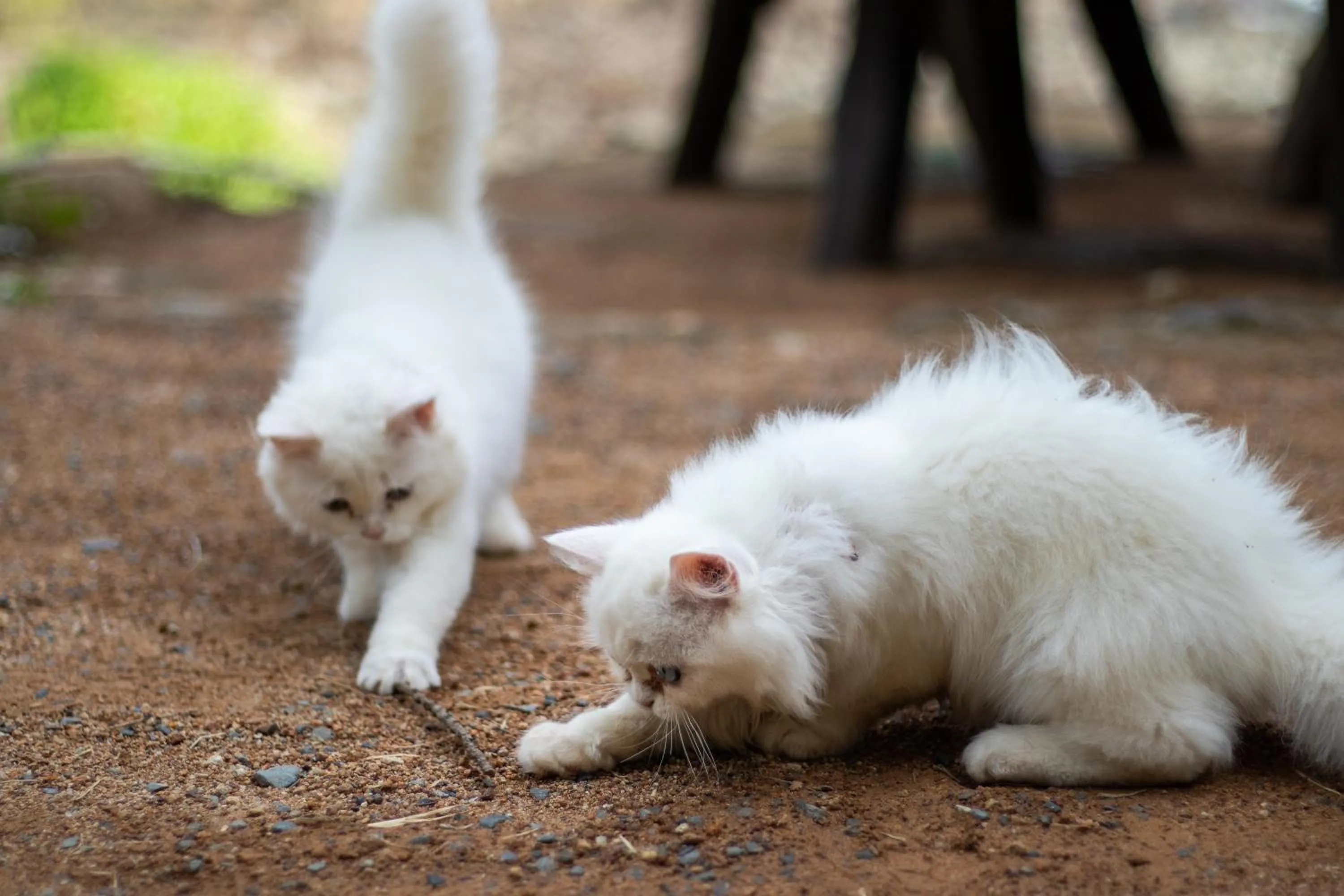 Animals in Cliff Cottage