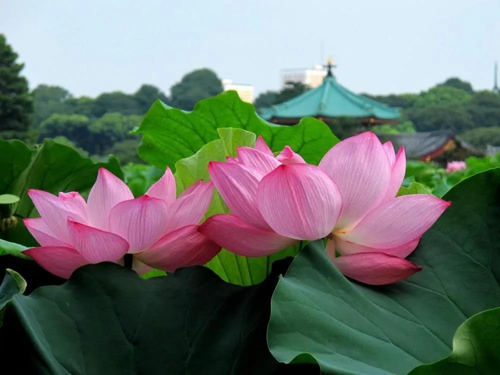 Location in 1 Night 1980 Hostel Tokyo Asakusa Simple Stay