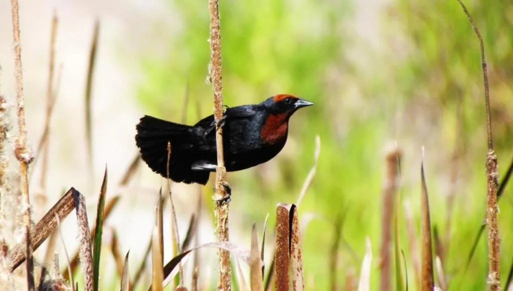 Animals in Grimms Pousada de Contos