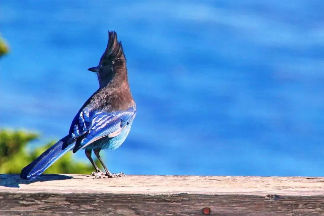 Animals in Grimms Pousada de Contos