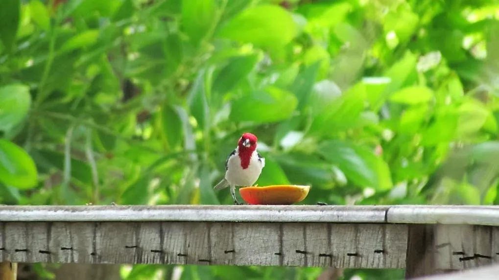 Animals in Grimms Pousada de Contos