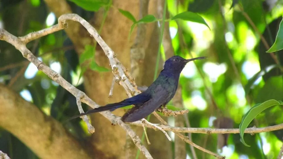 Animals in Grimms Pousada de Contos