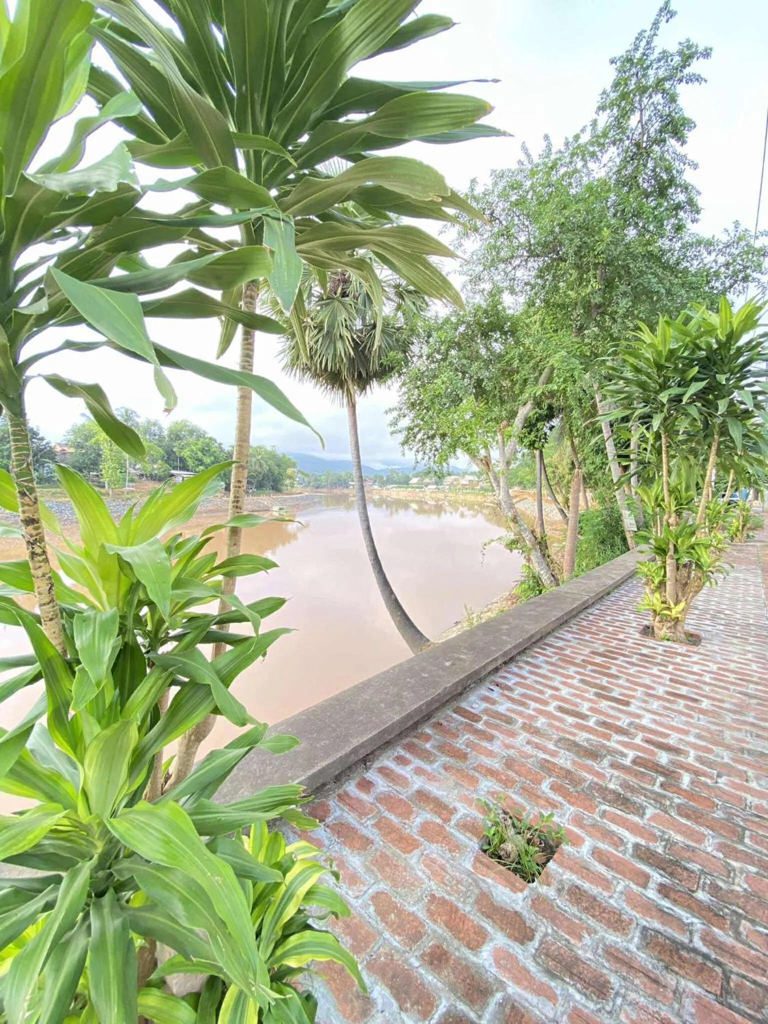 Spring in Golden Lotus Namkhan View