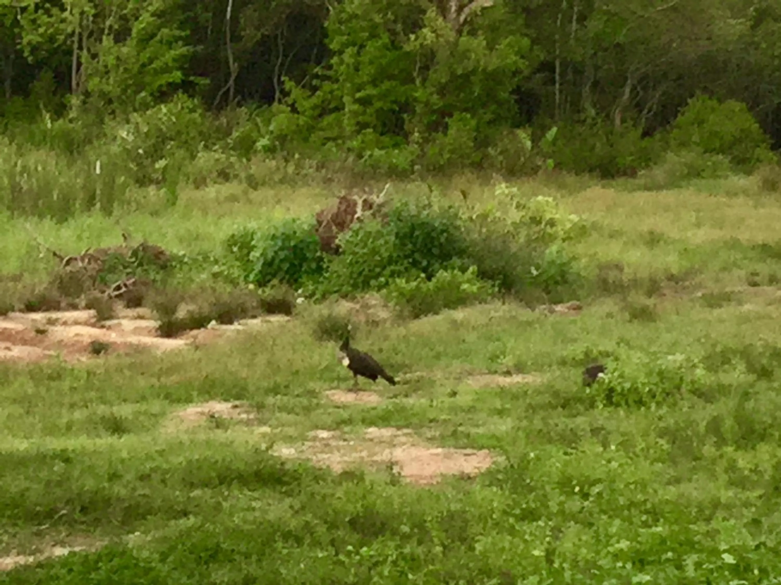 Animals in Tranquality Chalets