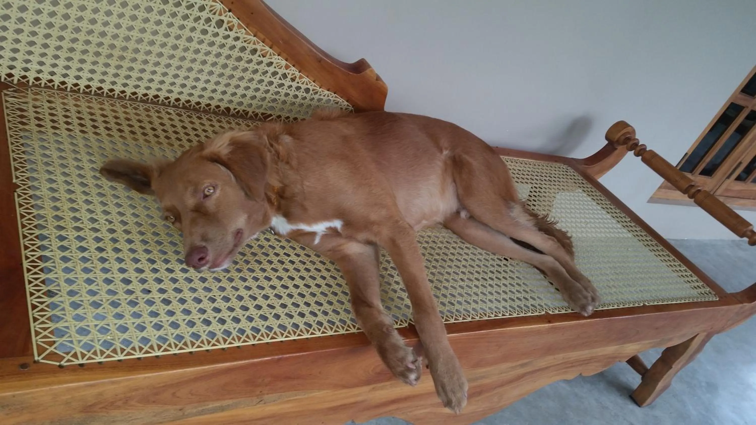 Pets in Tranquality Chalets