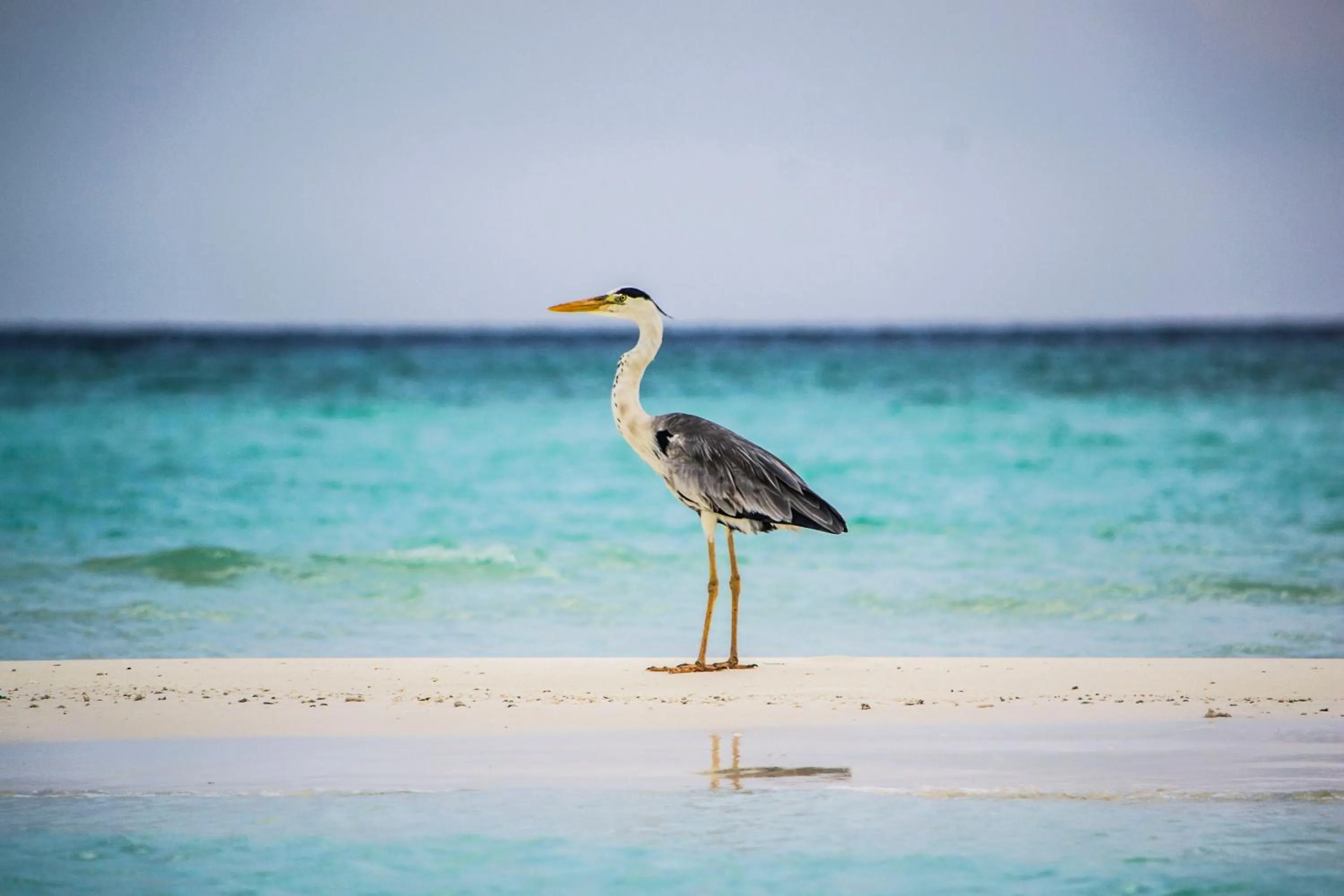 Off site in Ras Rana Lodge