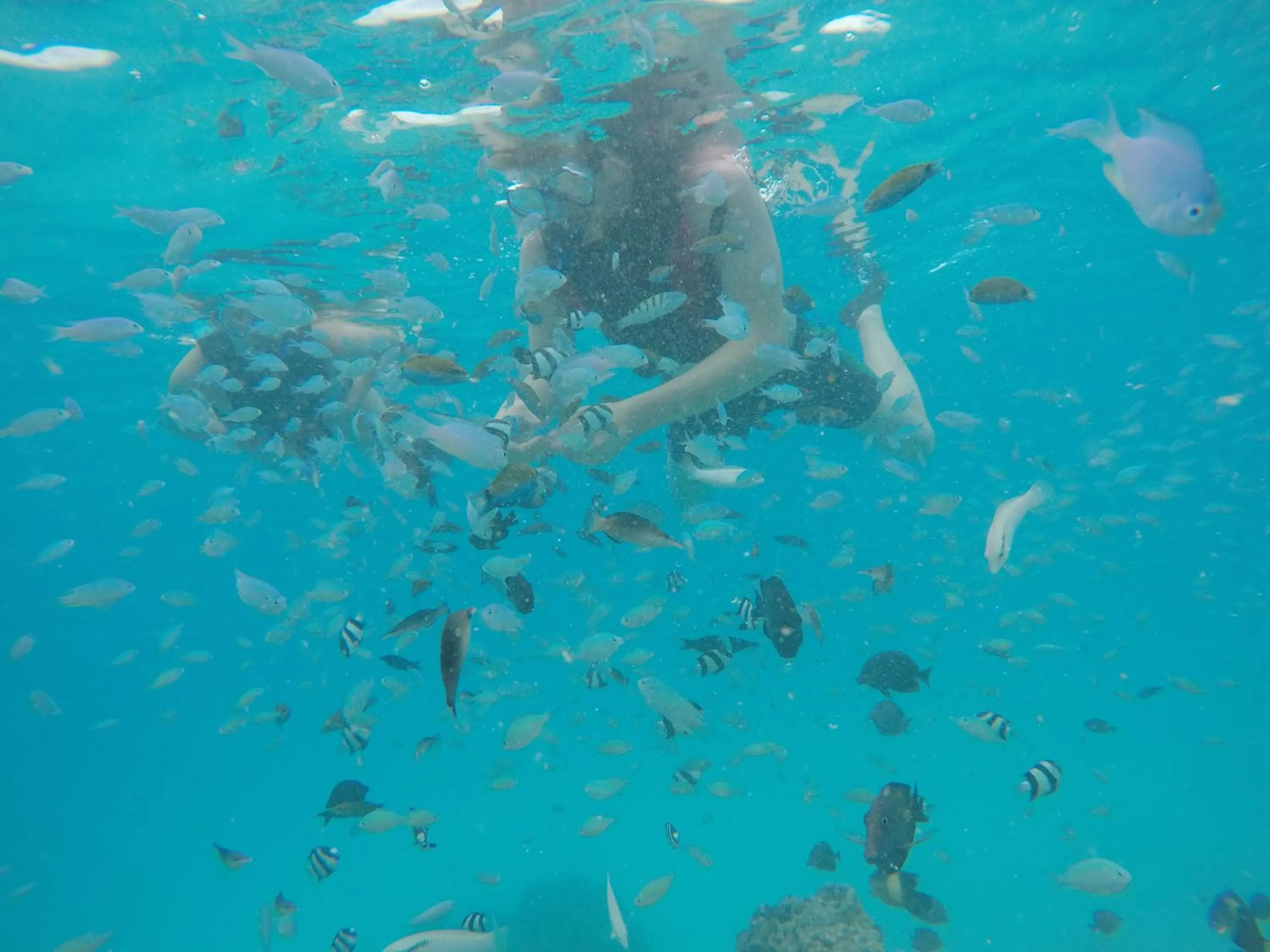 Snorkeling in Ras Rana Lodge