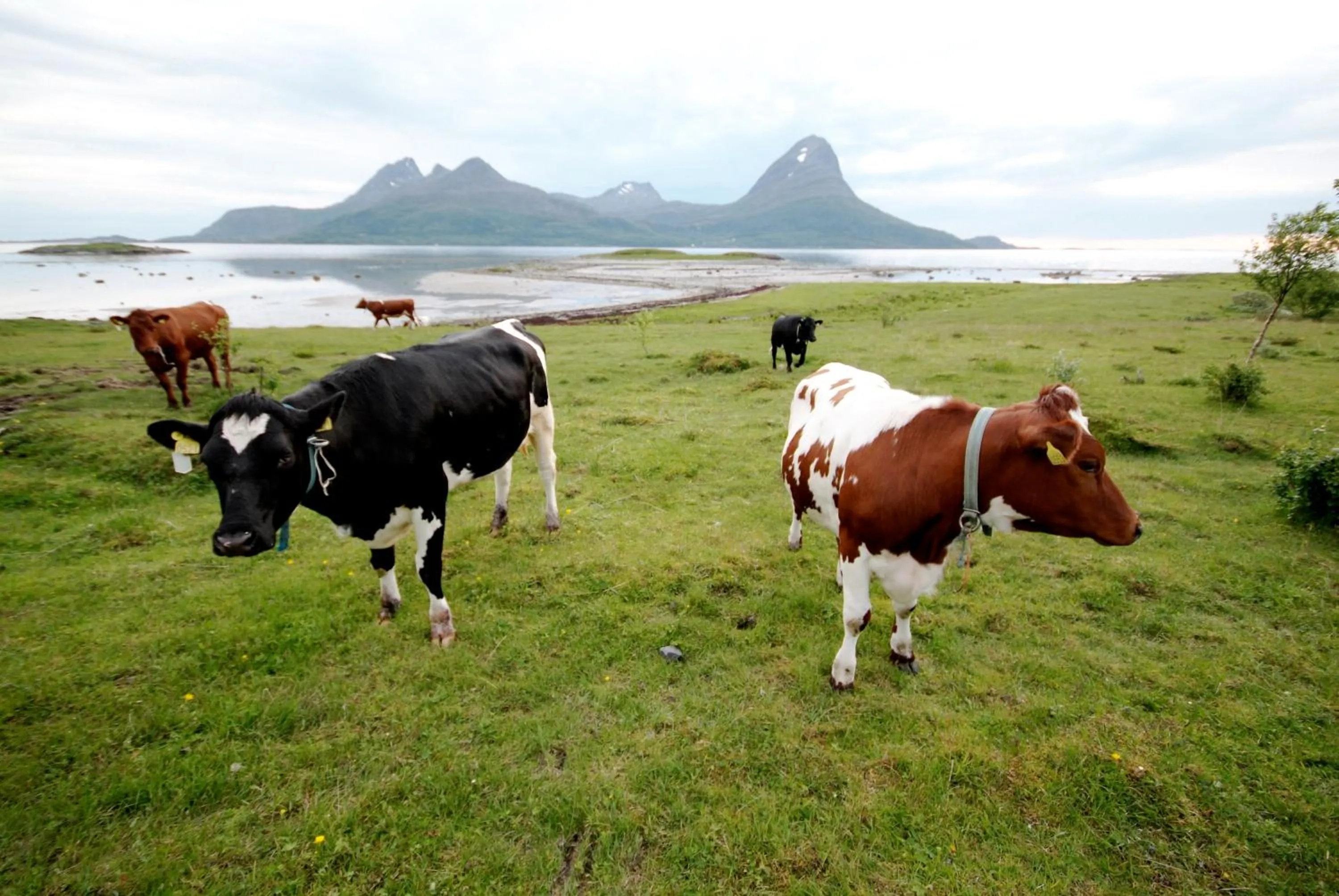 Animals in Topcamp Havblikk - Helgeland