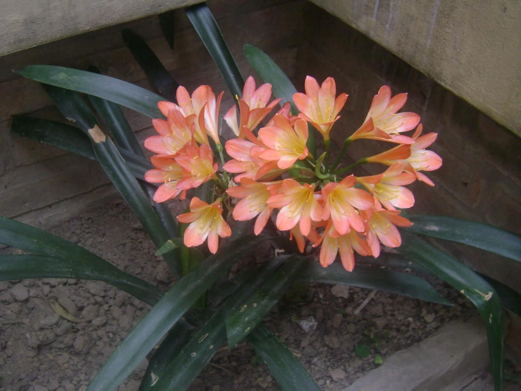 Other in La Pasarela