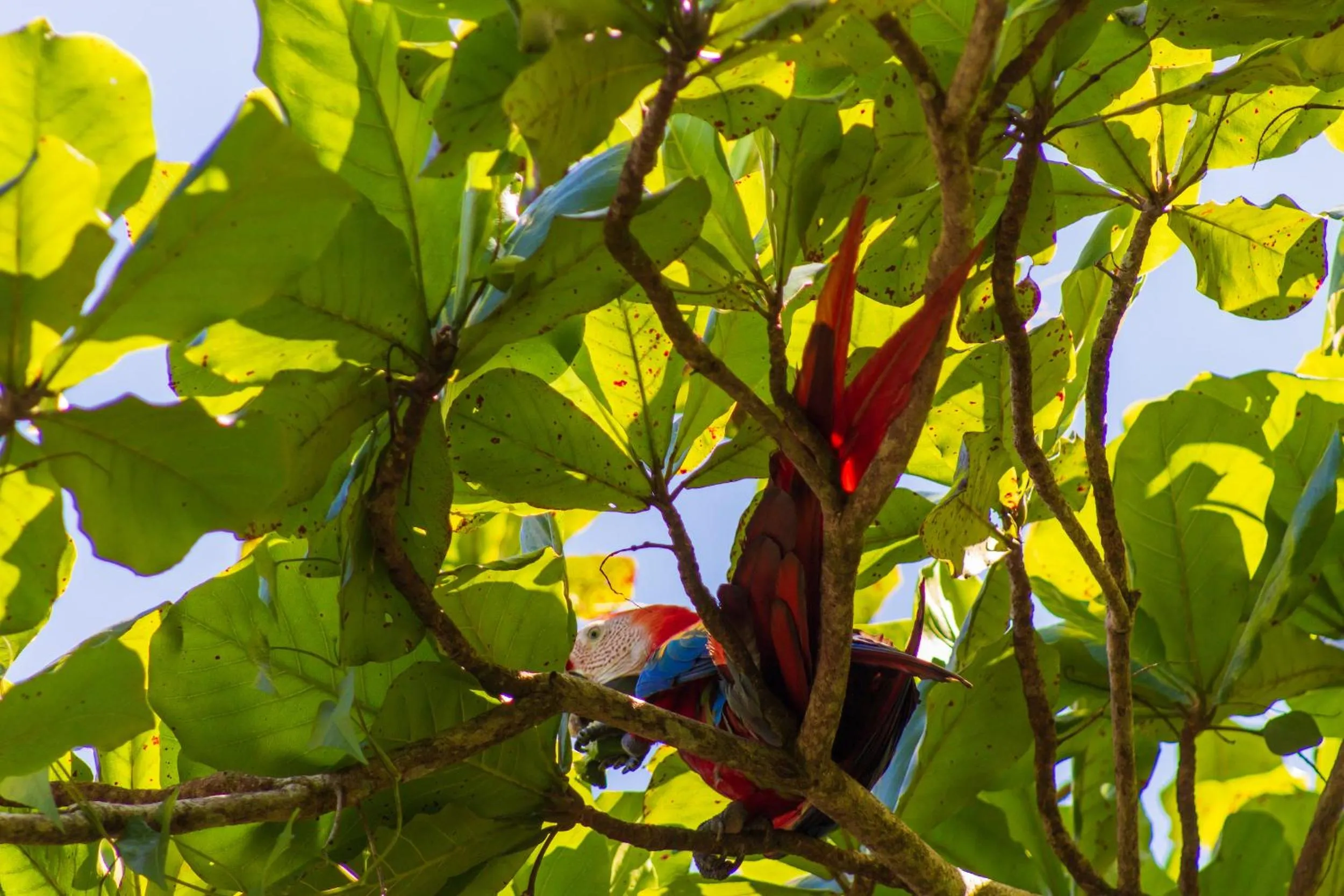Animals in Las Caletas Lodge