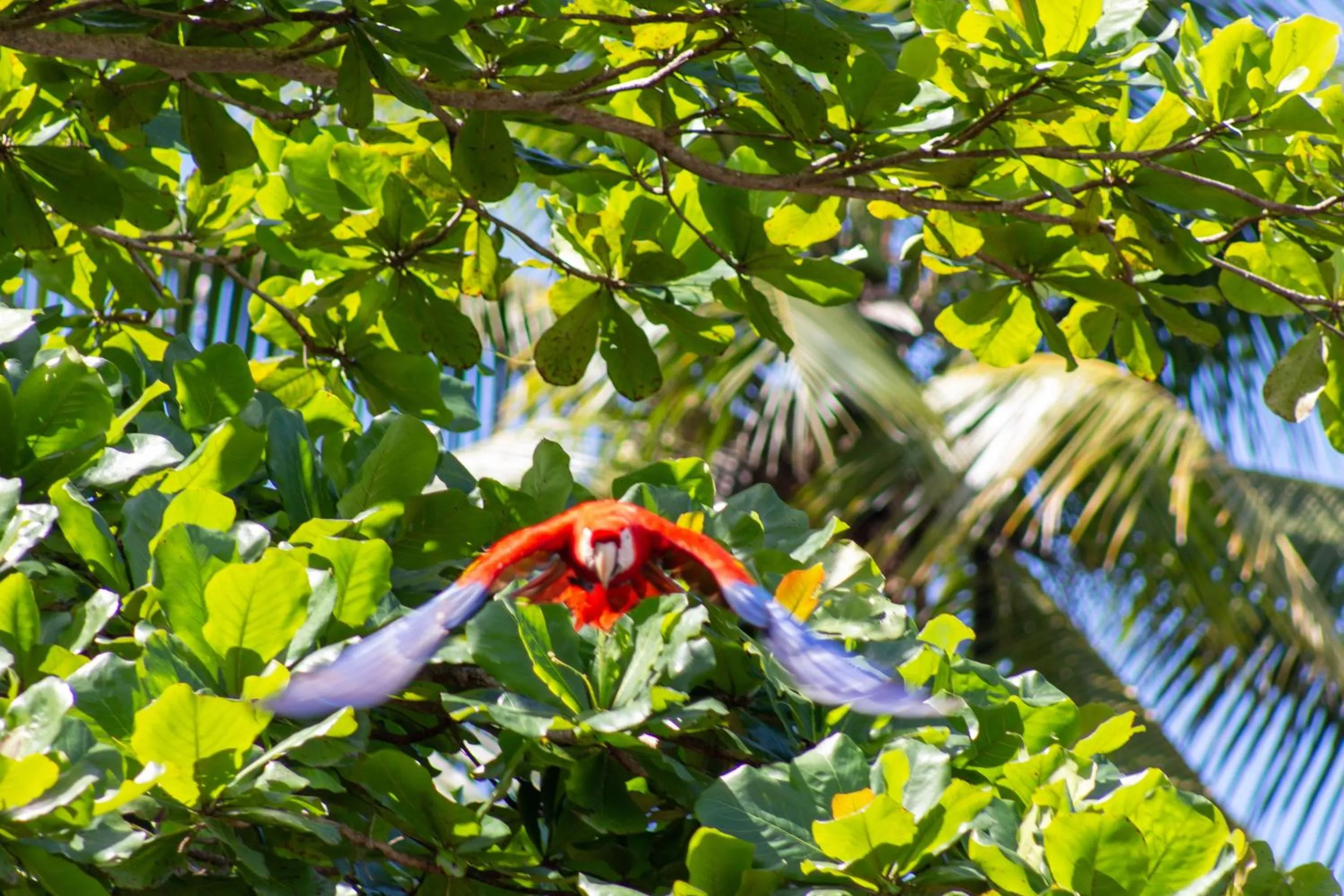Animals in Las Caletas Lodge