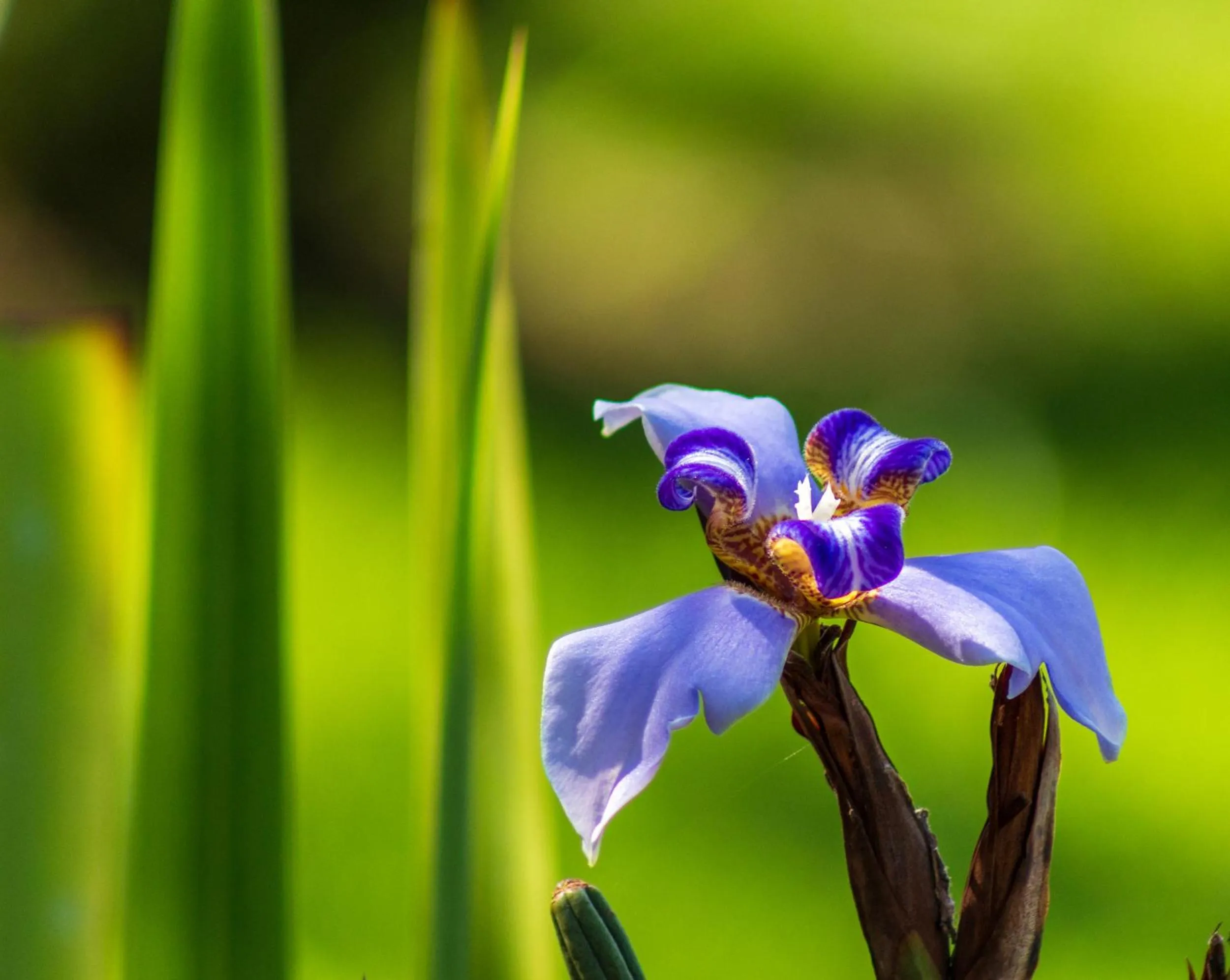 Garden in Las Caletas Lodge