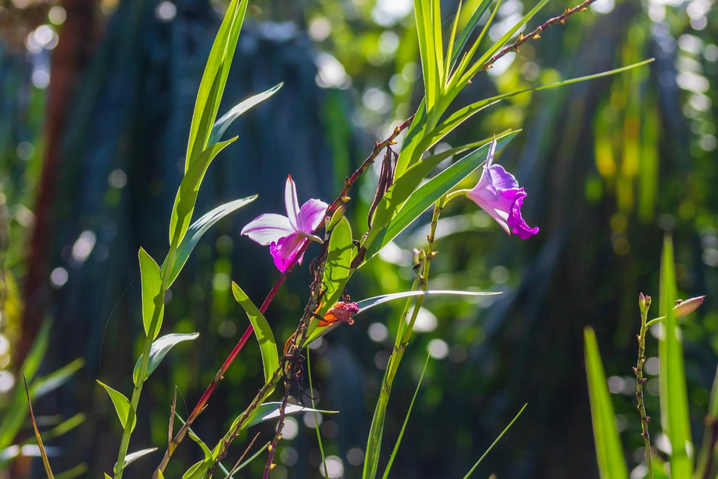 Garden in Las Caletas Lodge