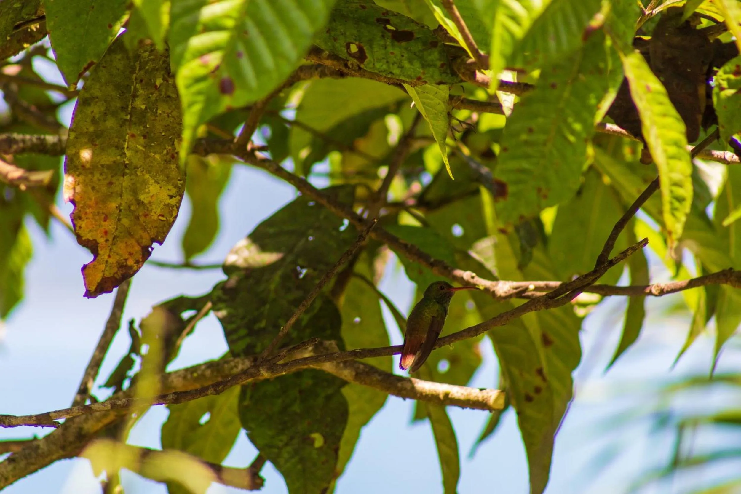 Animals in Las Caletas Lodge