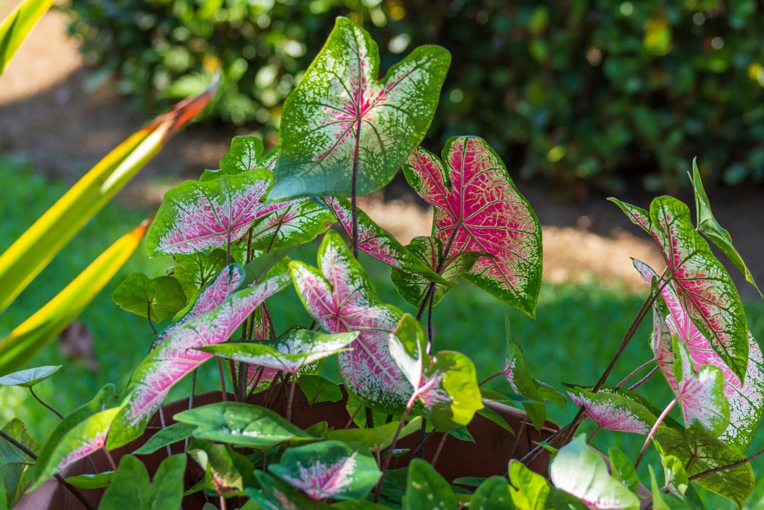 Garden in Las Caletas Lodge