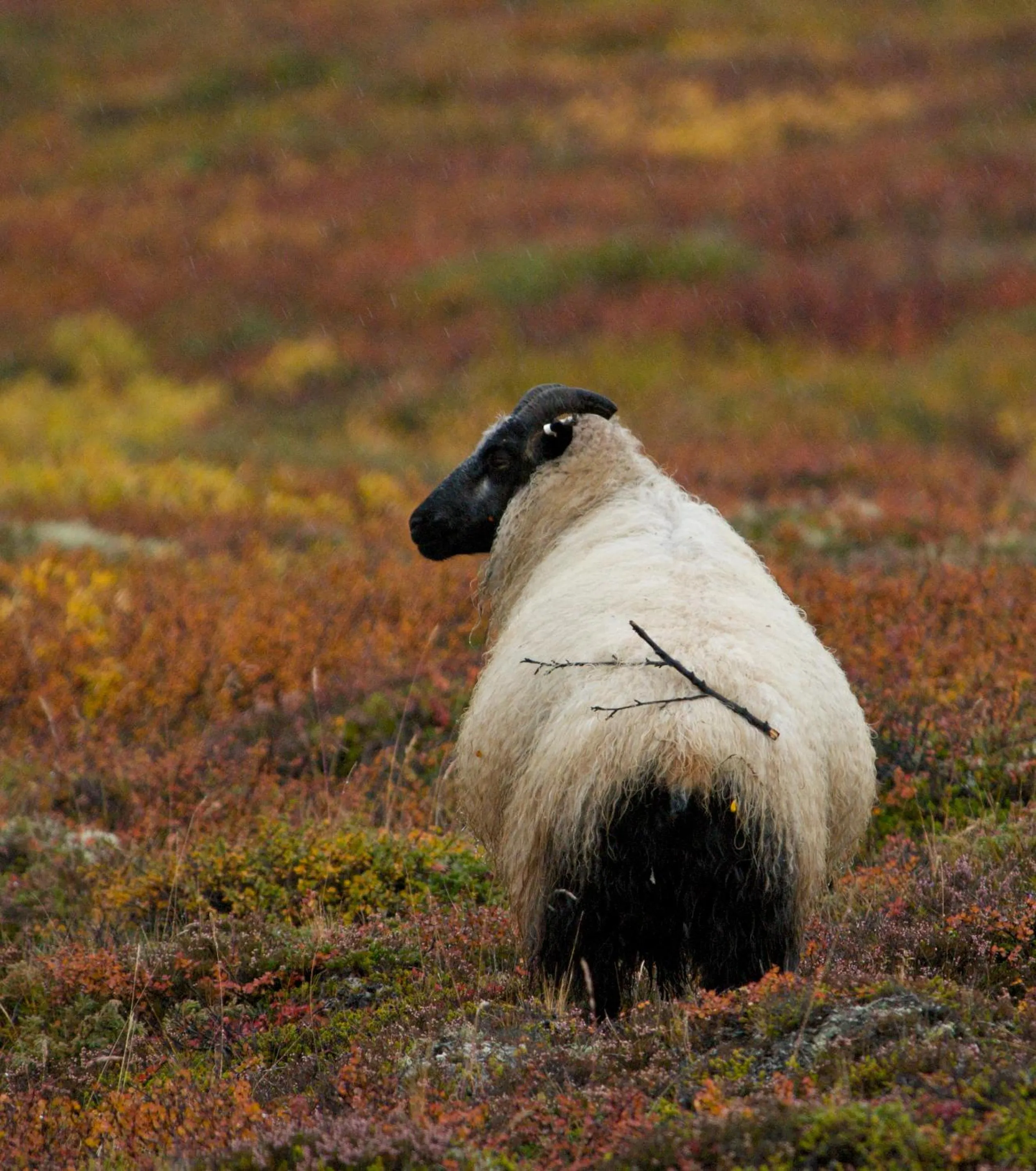 Other in Dimmuborgir Guesthouse
