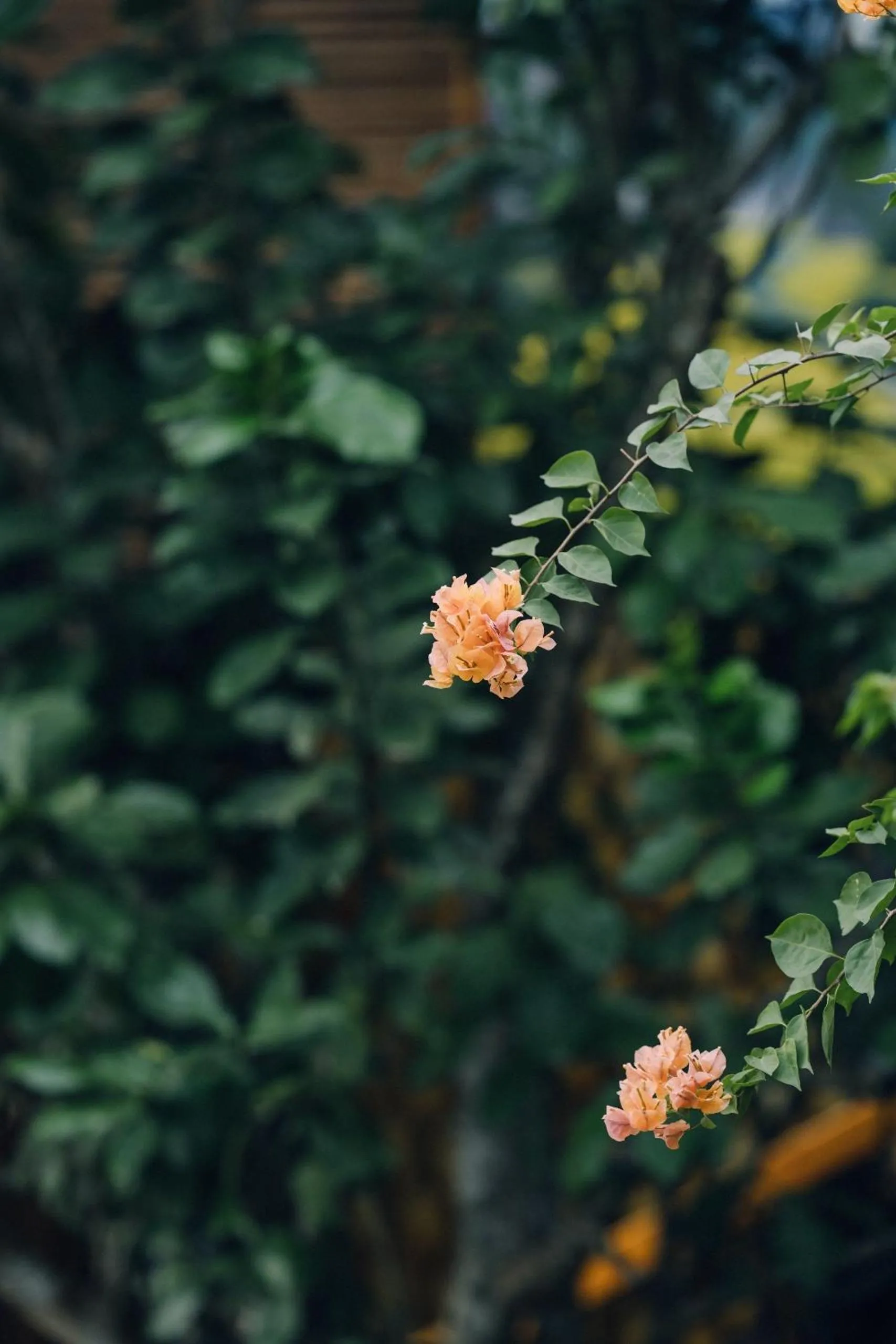 Spring in Tam Coc Windy Fields
