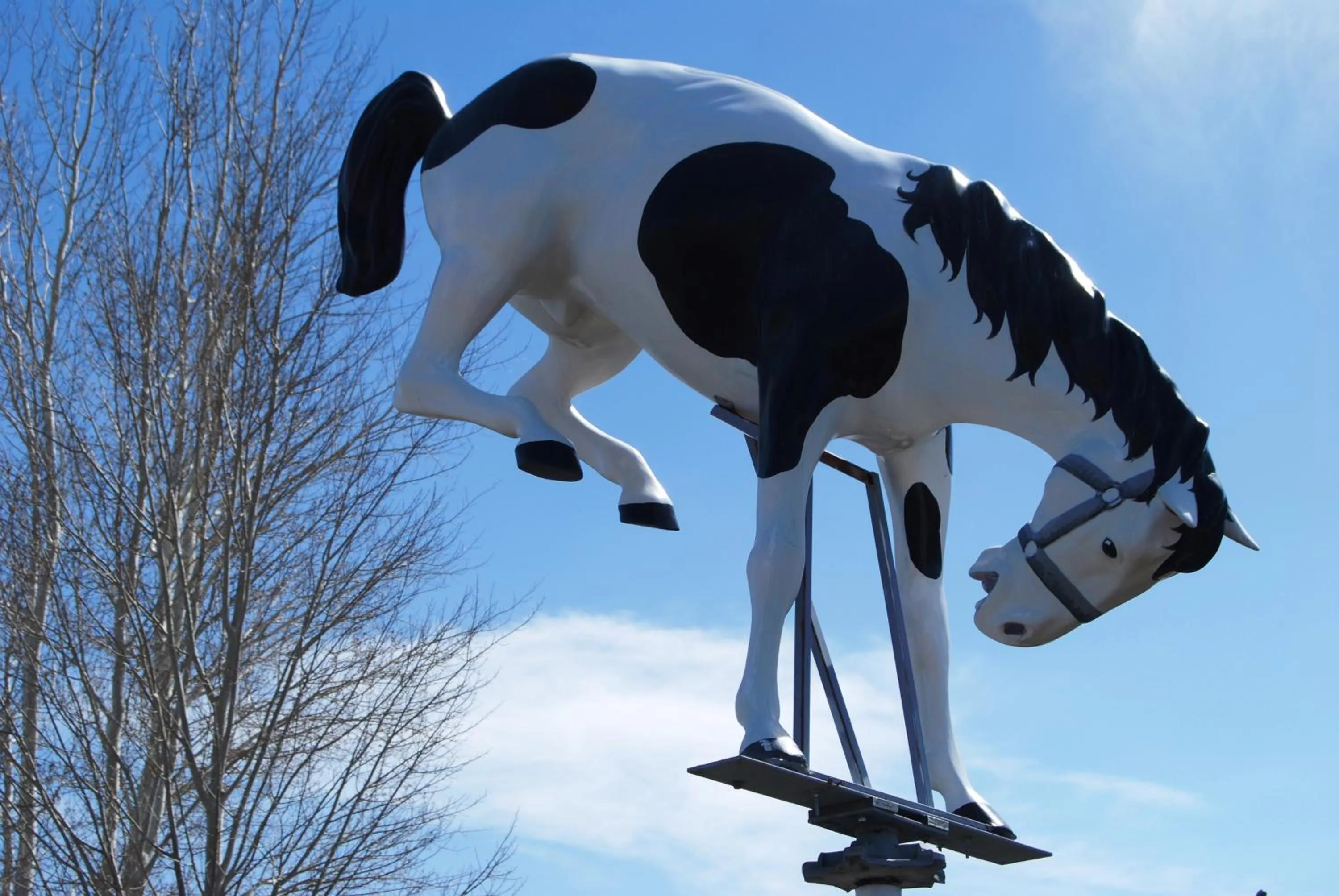 Garden in Redwood Motel