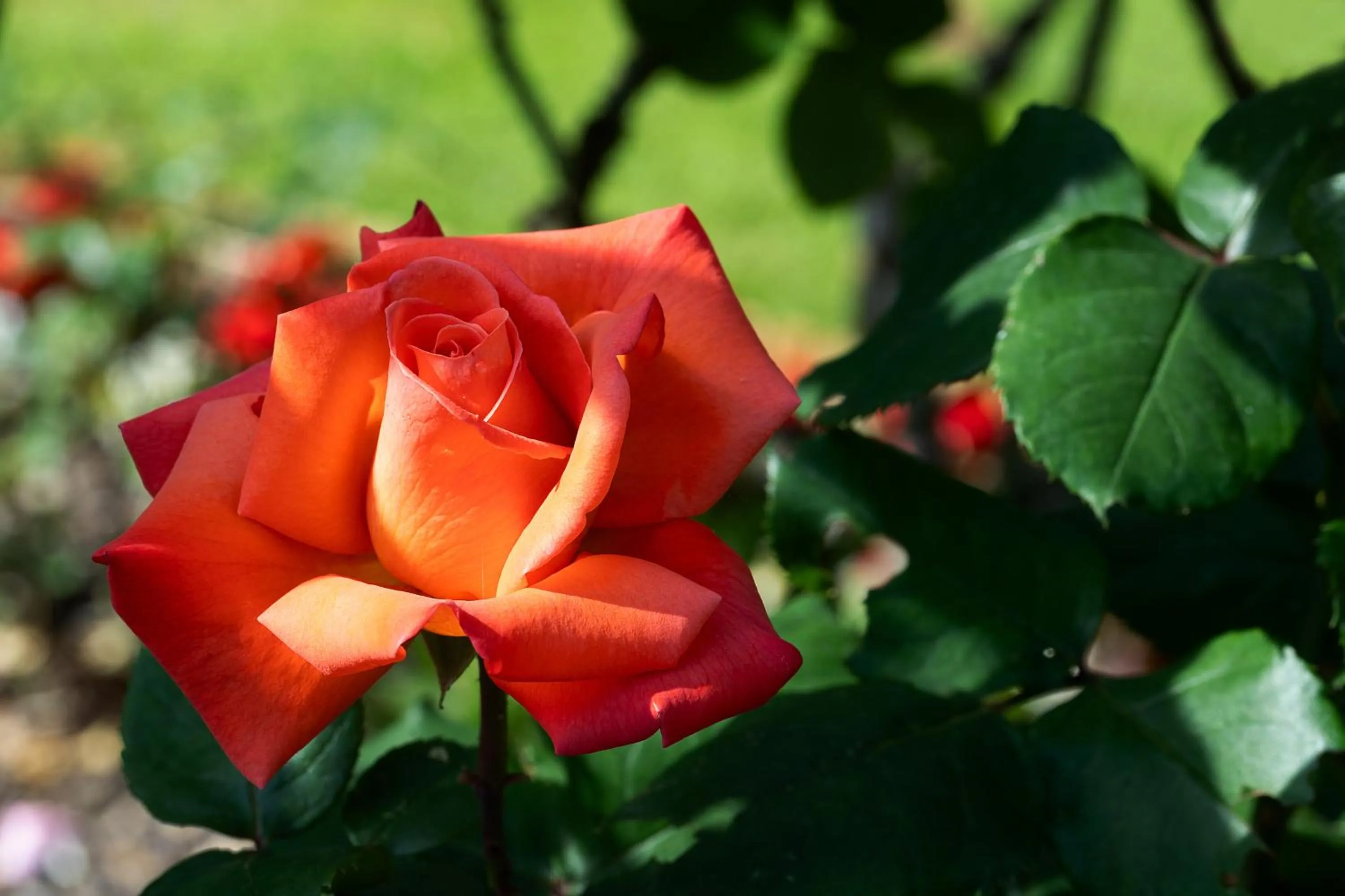 Garden in Villa Angelica