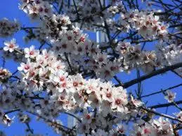 Spring in Hotel Las Casas de Pandreula