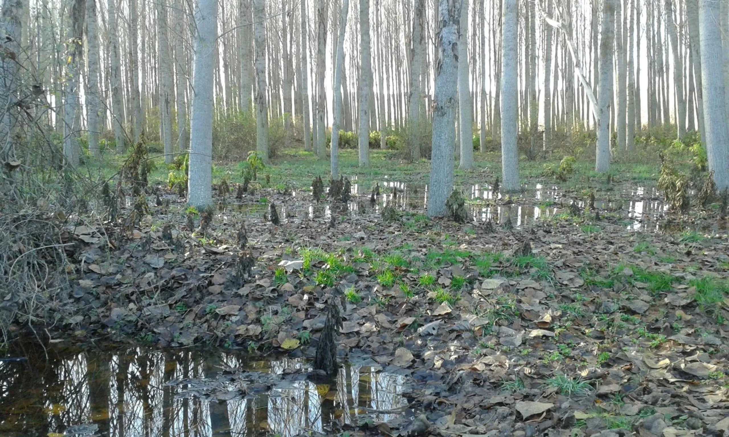 Natural landscape in Hotel Las Casas de Pandreula