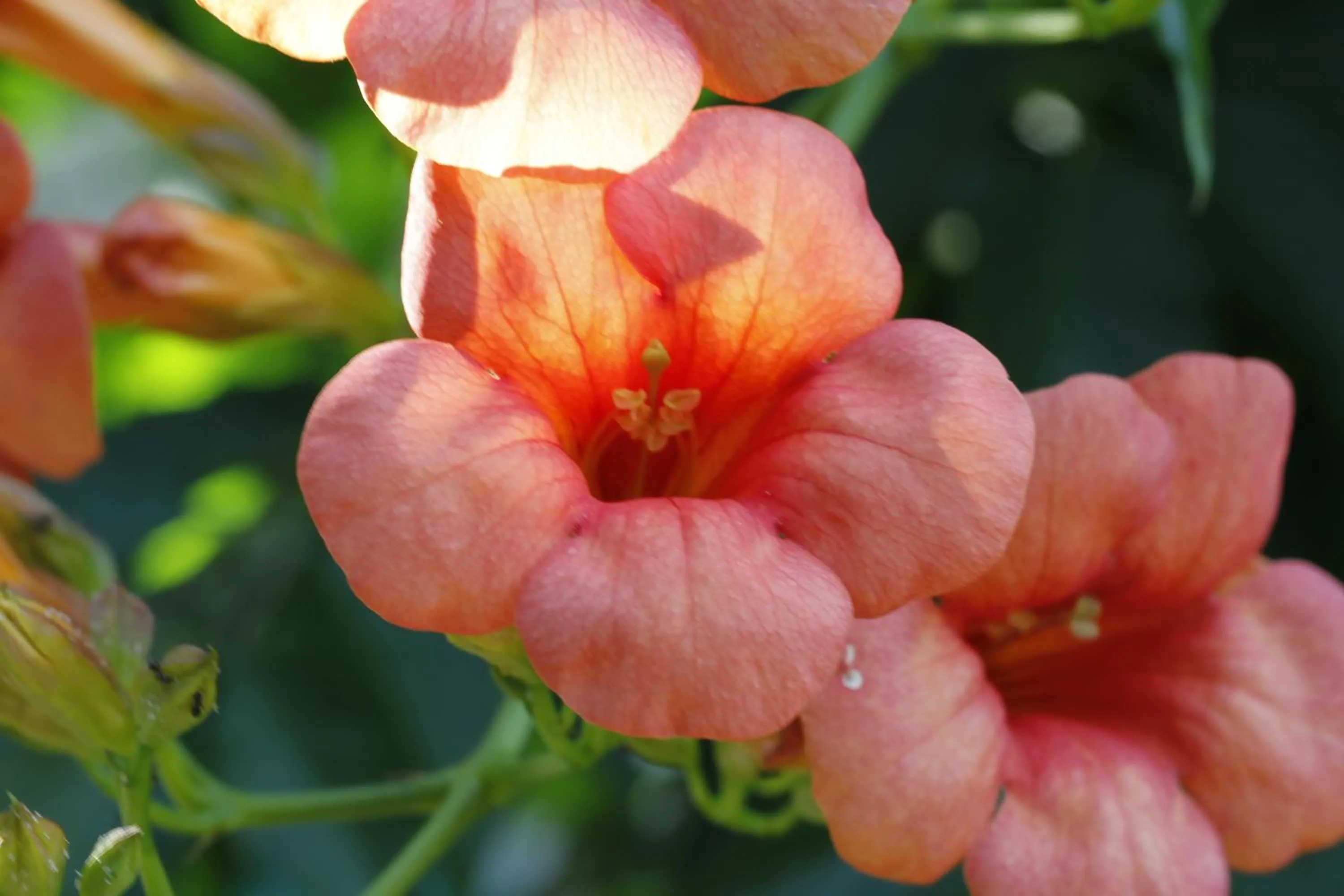 Garden in Agriturismo Posta Pastorella
