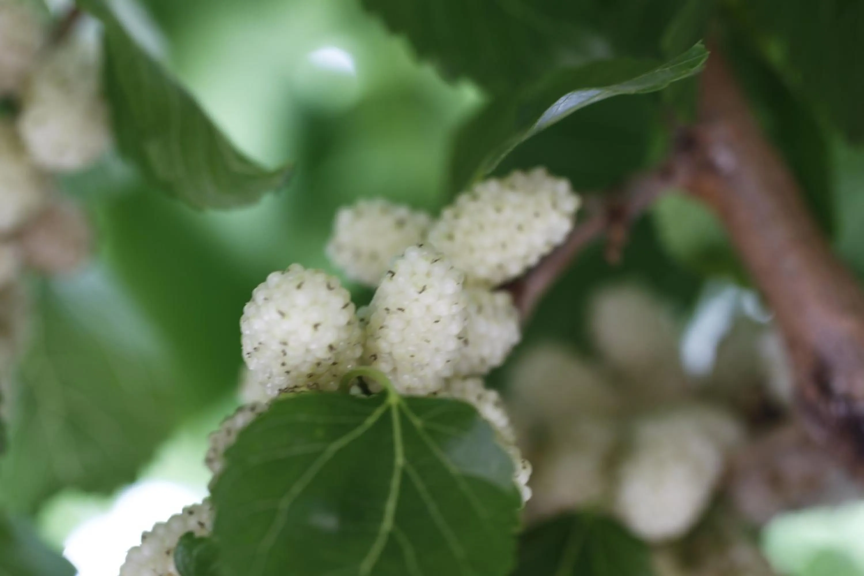 Garden in Agriturismo Posta Pastorella