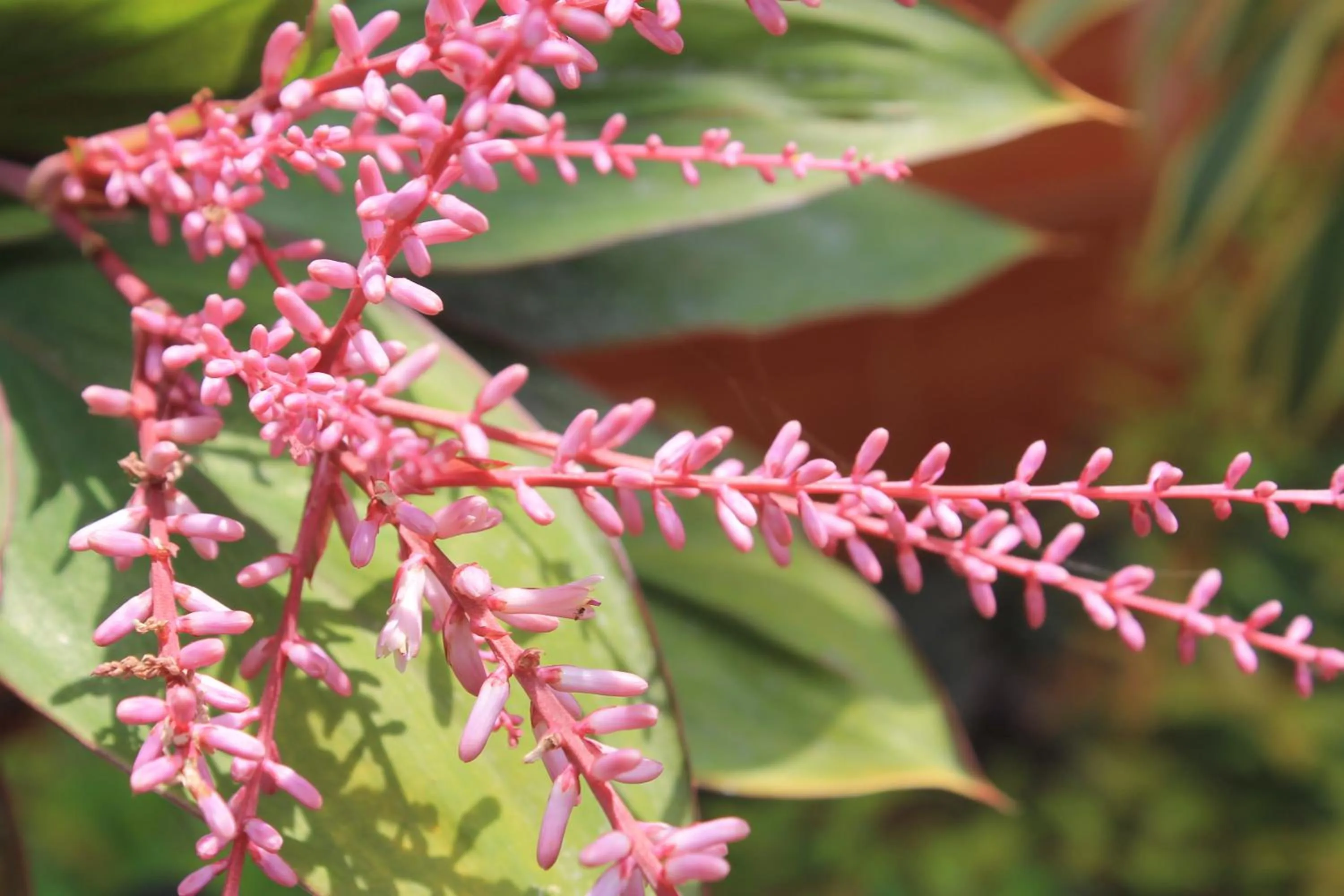 Garden in Jim Guesthouse