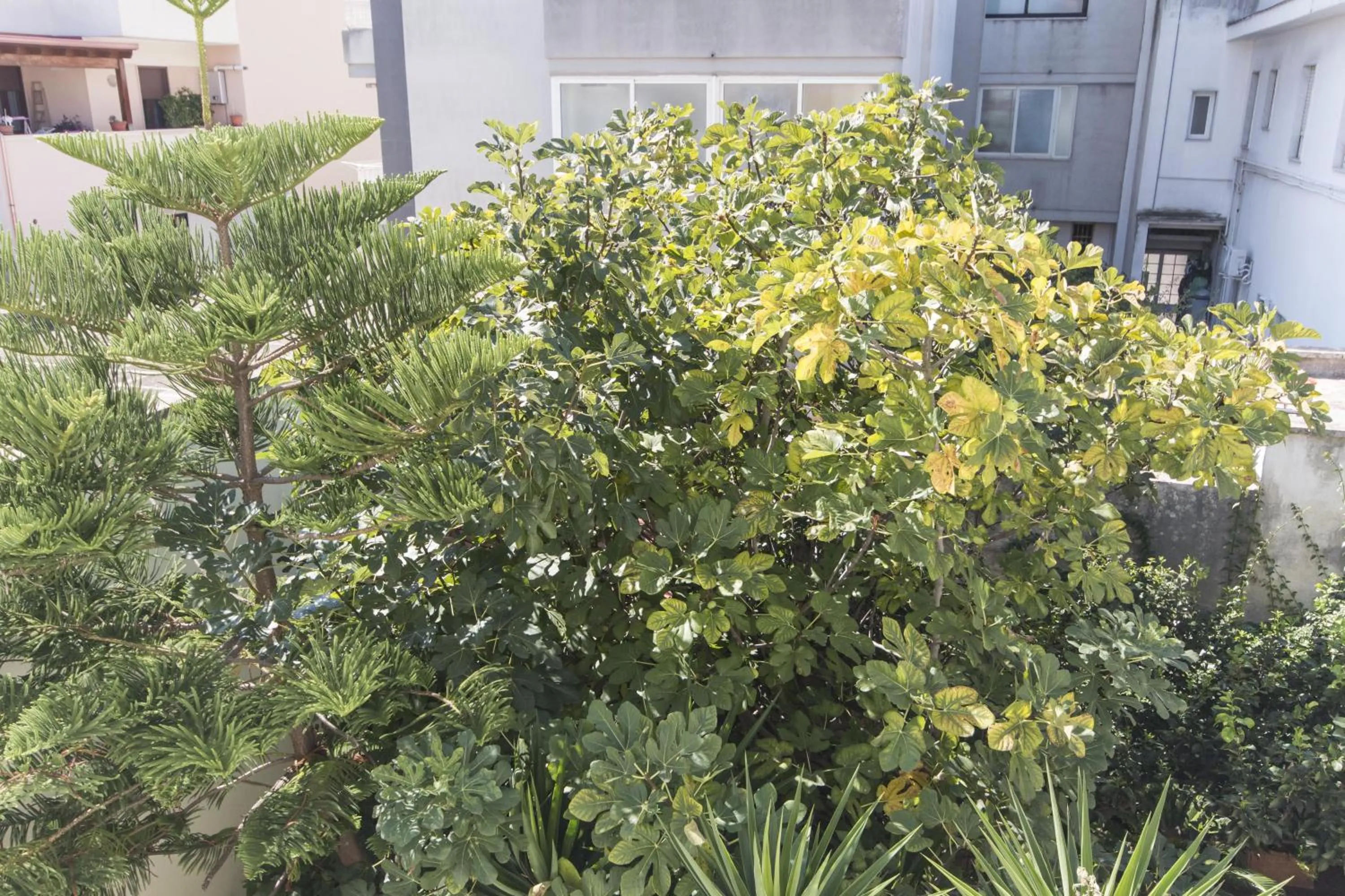 Balcony/Terrace in B&B Luxury
