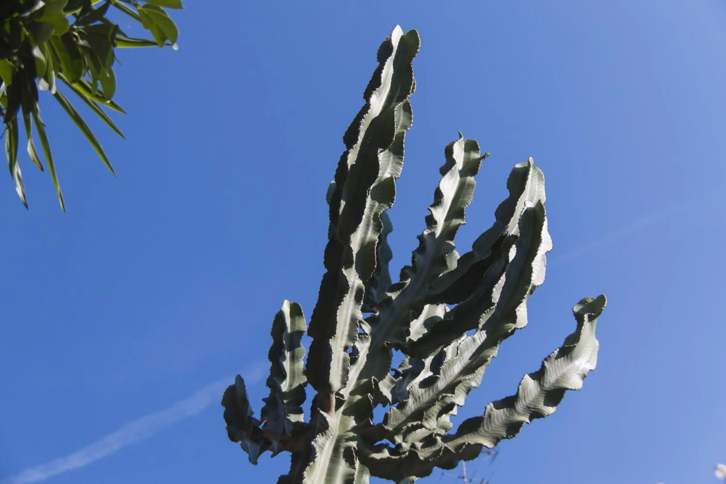 Garden in B&B Luxury