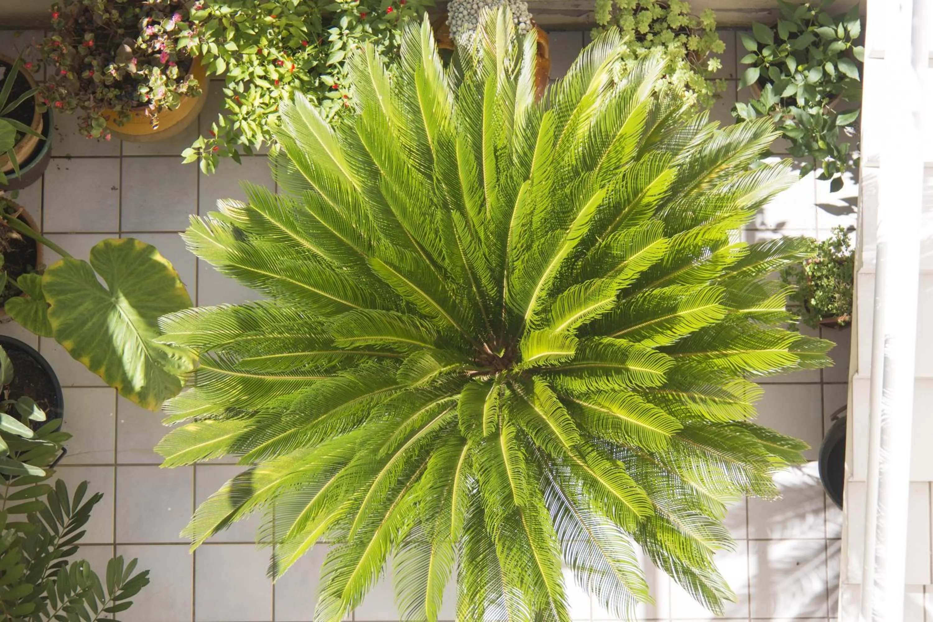 Balcony/Terrace in B&B Luxury