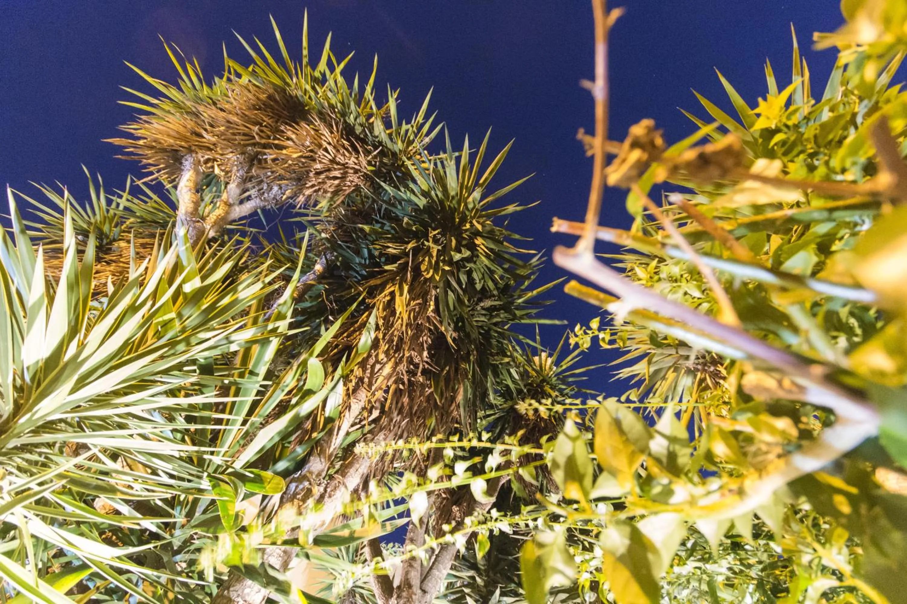 Garden view in B&B Luxury