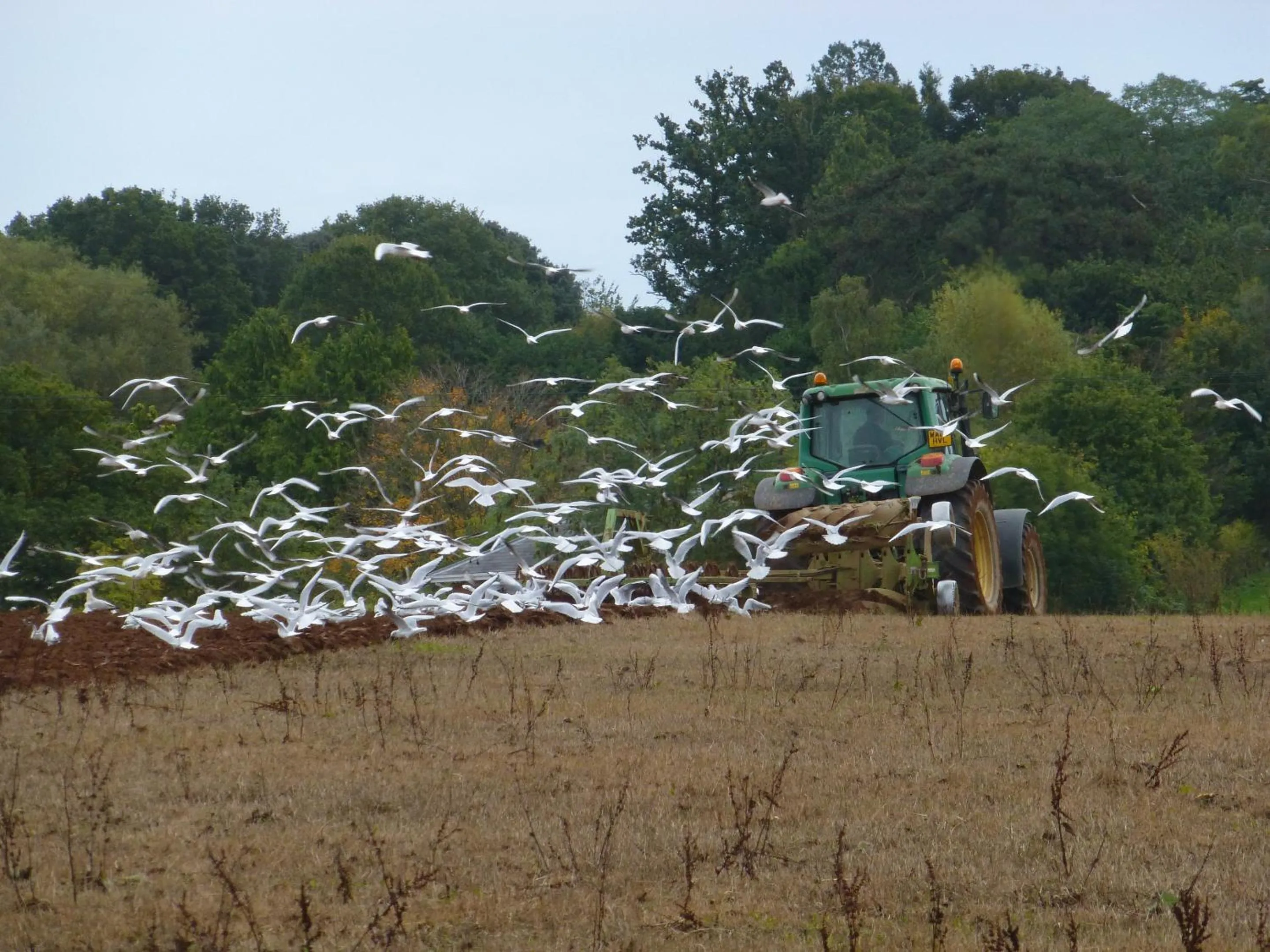 Activities in Courtbrook Farm