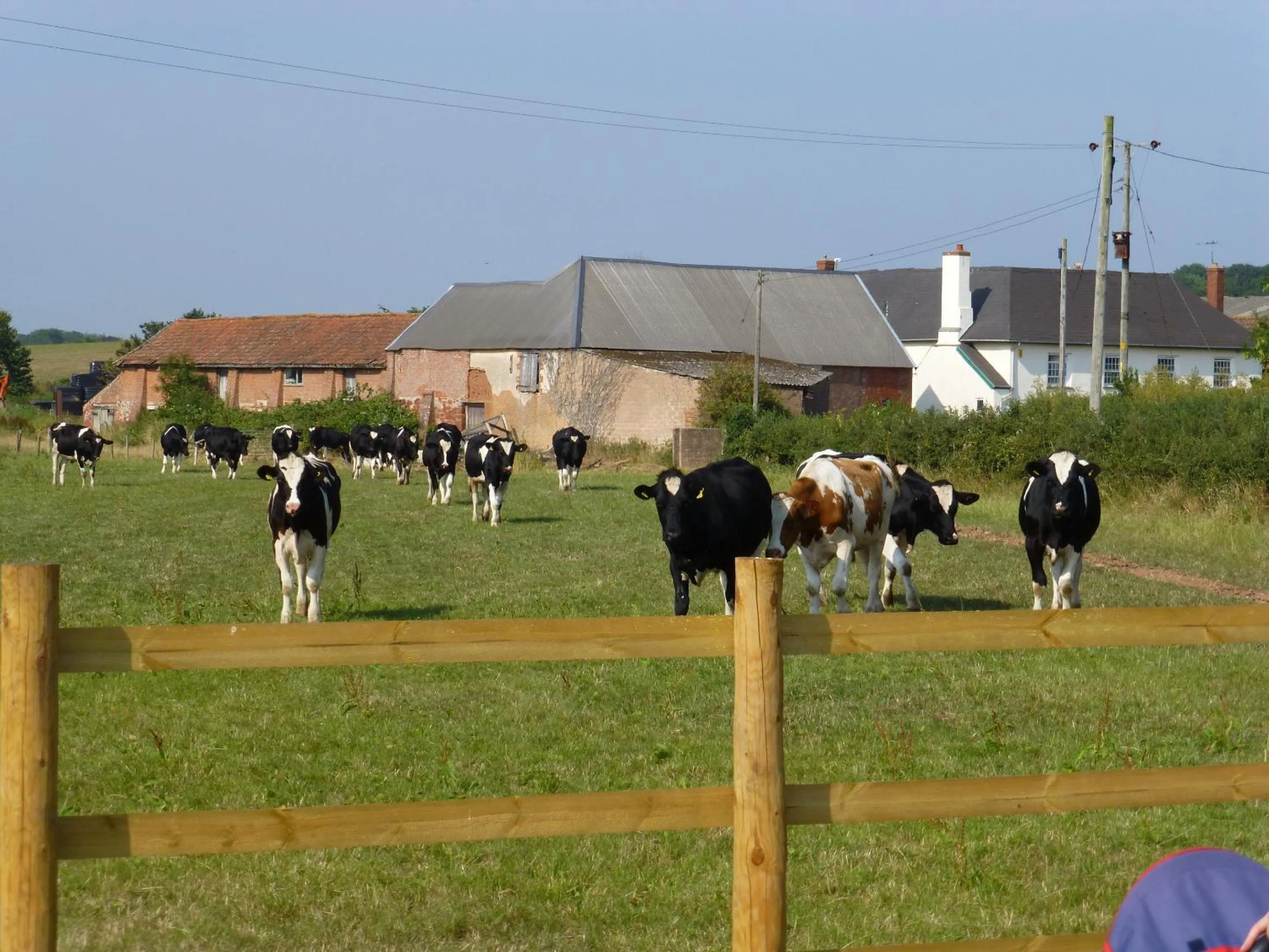 Activities in Courtbrook Farm