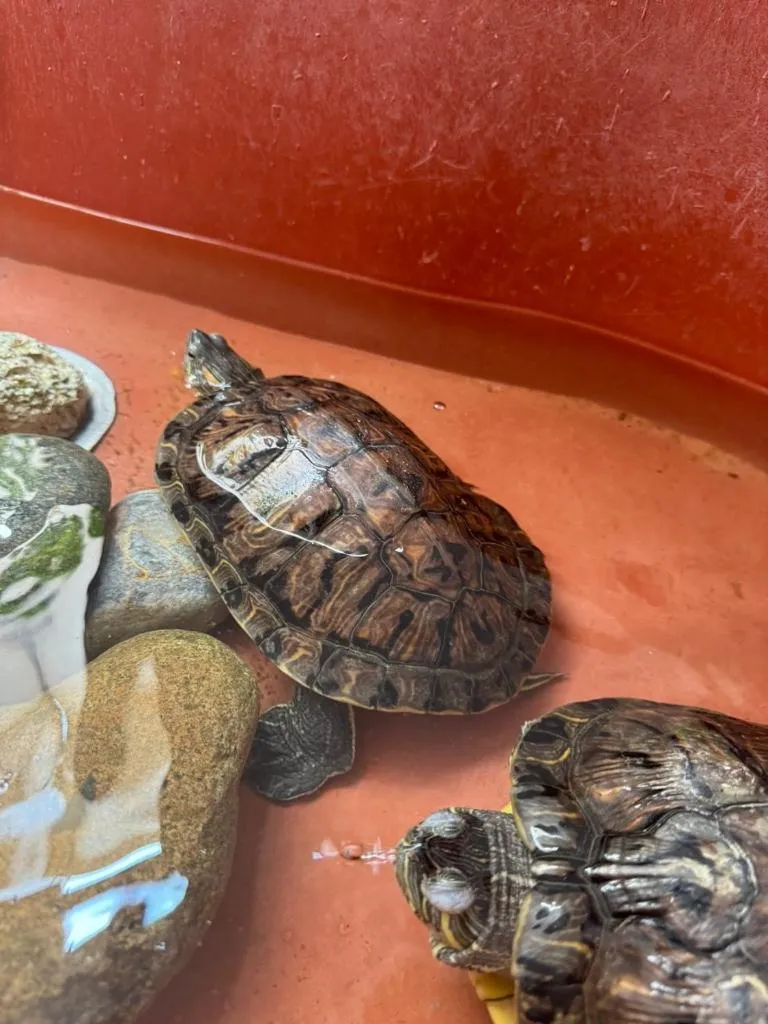 Hotel Zihuatanejo Centro