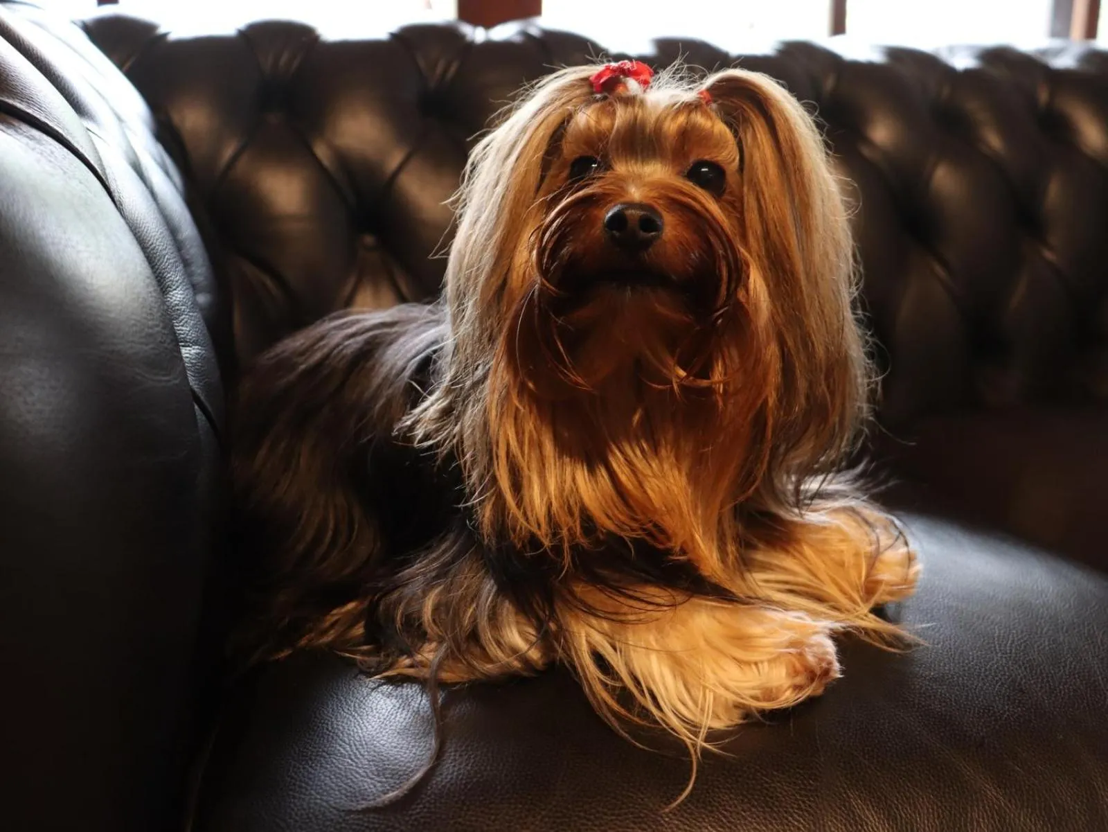 Pets in 249 DESIGN HOTEL