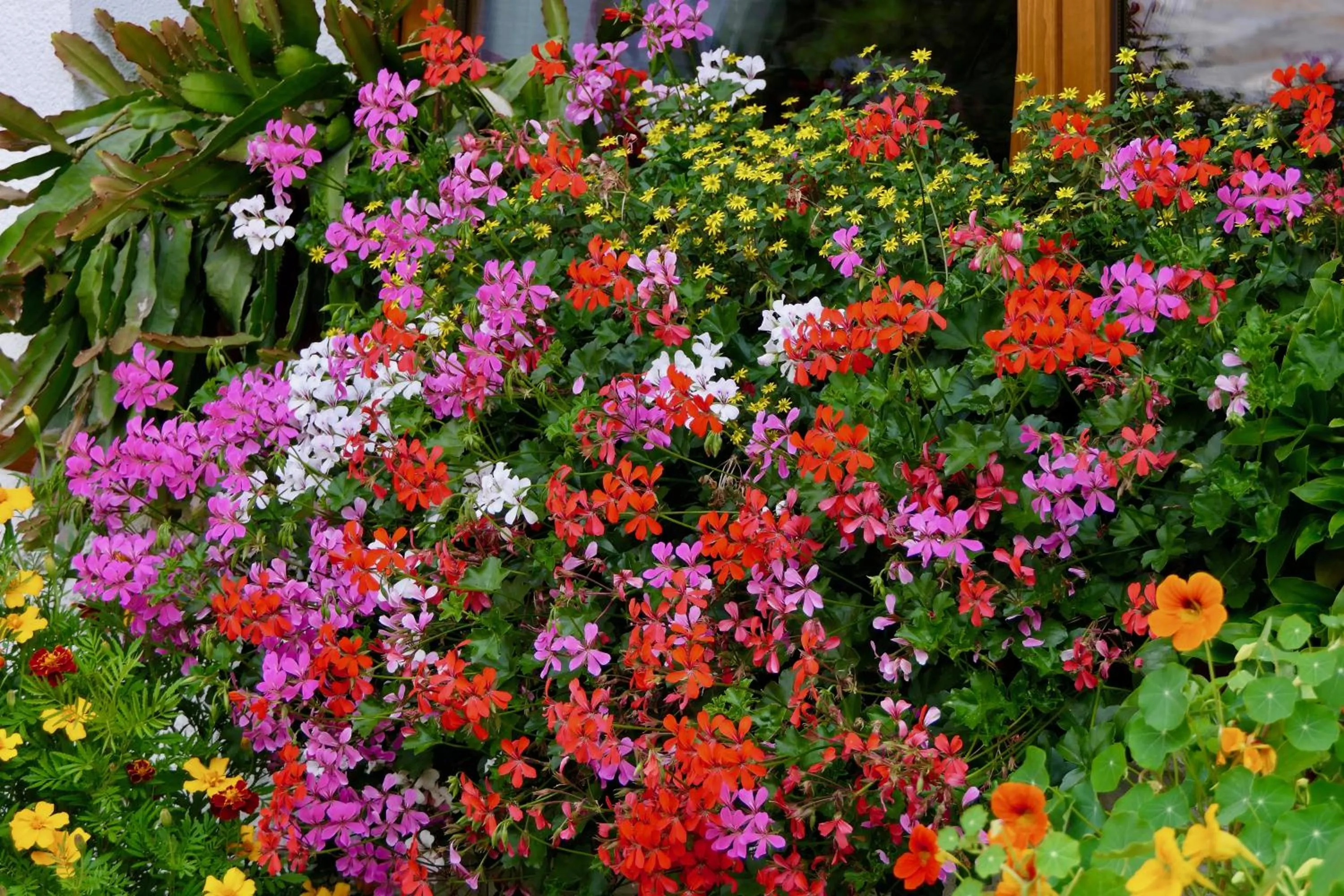 Garden in Dream Hotel