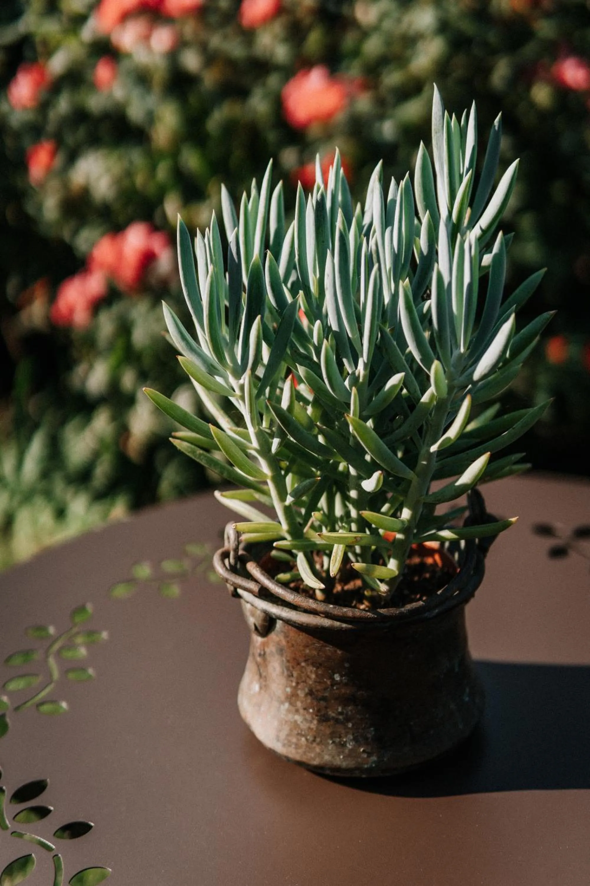 Garden in Hotel Garni Katnau