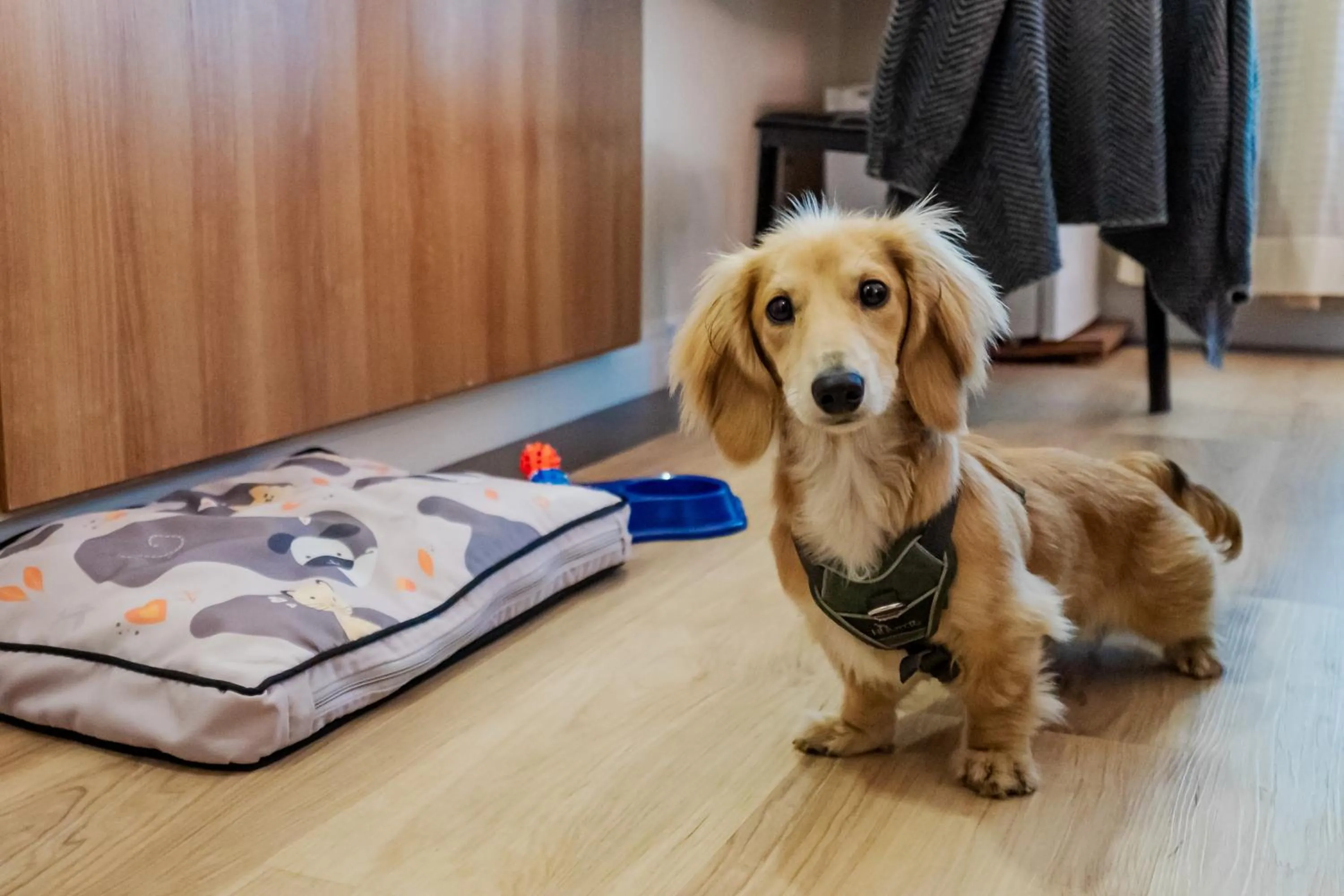 Pets in Intercity Vinhedo